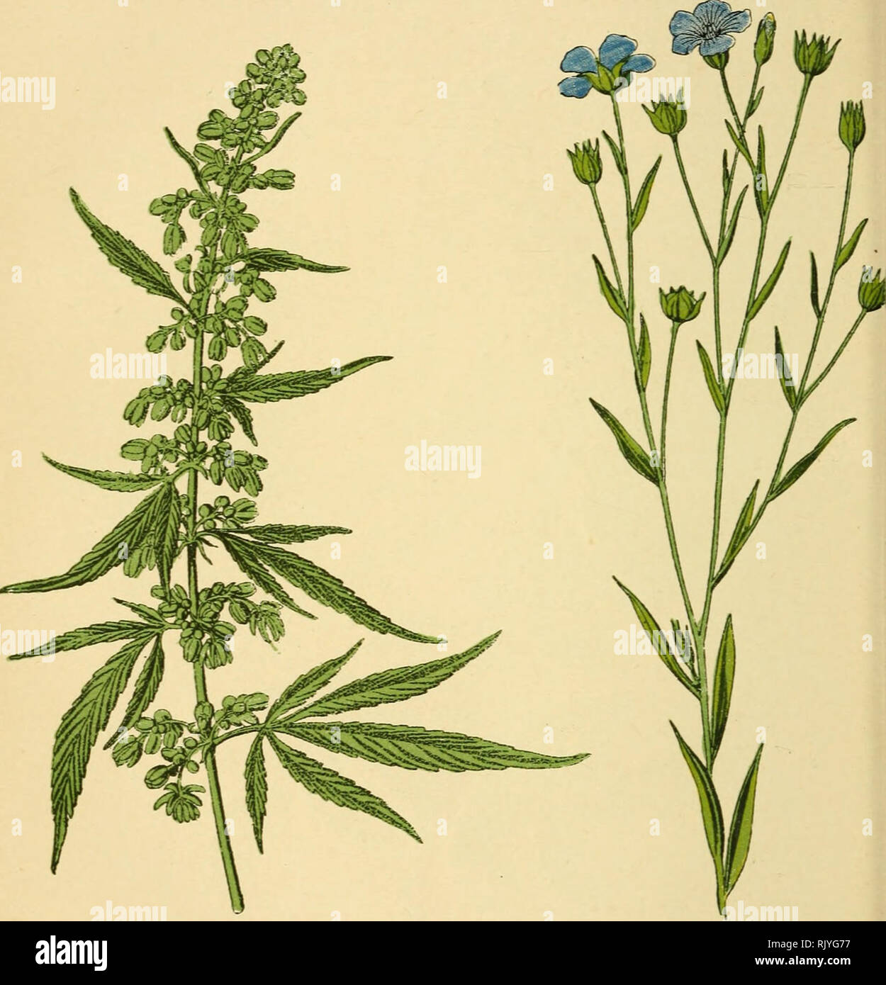 Atlas De Poche Des Plantes Des Champs Des Prairies Et Des Bois A L Usage Des Promeneurs Et Des Excursionnistes Botany 96 Cultives En Grand Dans Les Champs Fleurit