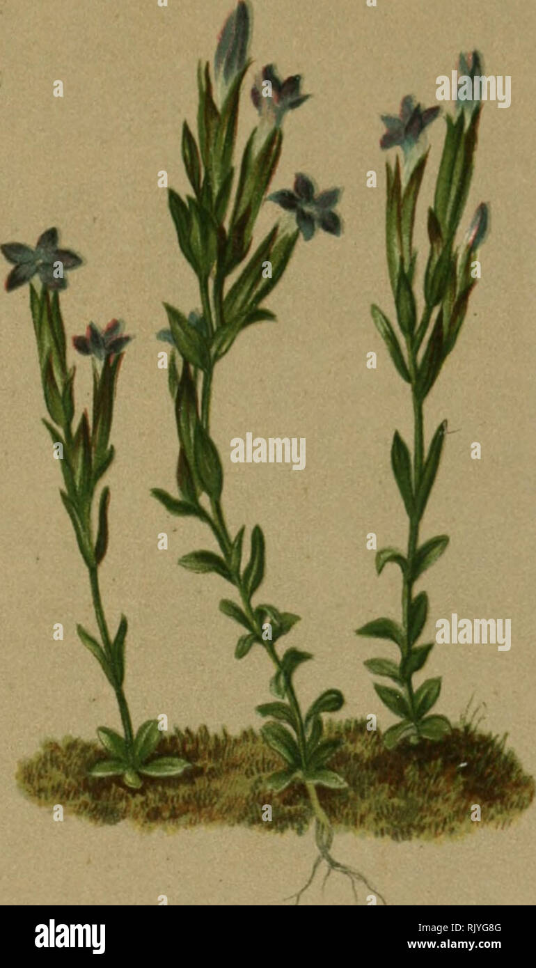 . Atlas der Alpenflora. Mountain plants. Gentiana nivalis L. — Schnee-Enzian. Alpenlcette, auf Triften, 1500 —a6oo M. Juli -Augurät.. Please note that these images are extracted from scanned page images that may have been digitally enhanced for readability - coloration and appearance of these illustrations may not perfectly resemble the original work.. Hartinger, Anton, b. 1806; Dalla Torre, K. W. von (Karl Wilhelm), 1850-1928; Deutscher Alpenverein (Founded 1874). Wien : Eigenthum und Verlag des Deutschen und Oesterr. Alpenvereins Stock Photo