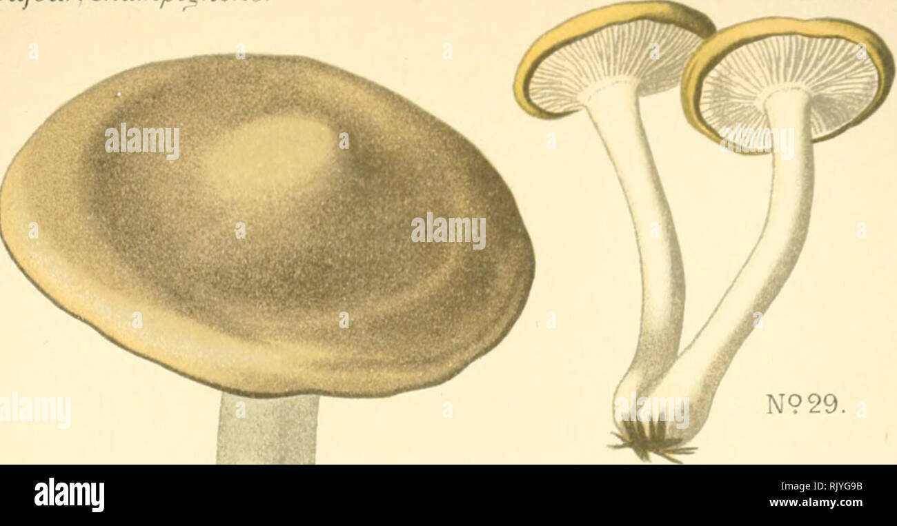 . Atlas des champignons comestibles et vnneux. Mushrooms -- France; Fungi -- France. Diifour. Champignons Planche iJ. N929. Clitocybe suaveolens. ClitocybÃ© Ã odeur douce.(comesiihle). N928. Please note that these images are extracted from scanned page images that may have been digitally enhanced for readability - coloration and appearance of these illustrations may not perfectly resemble the original work.. Dufour, L. (Lon), 1861-1942. Paris, P. Klincksieck Stock Photo