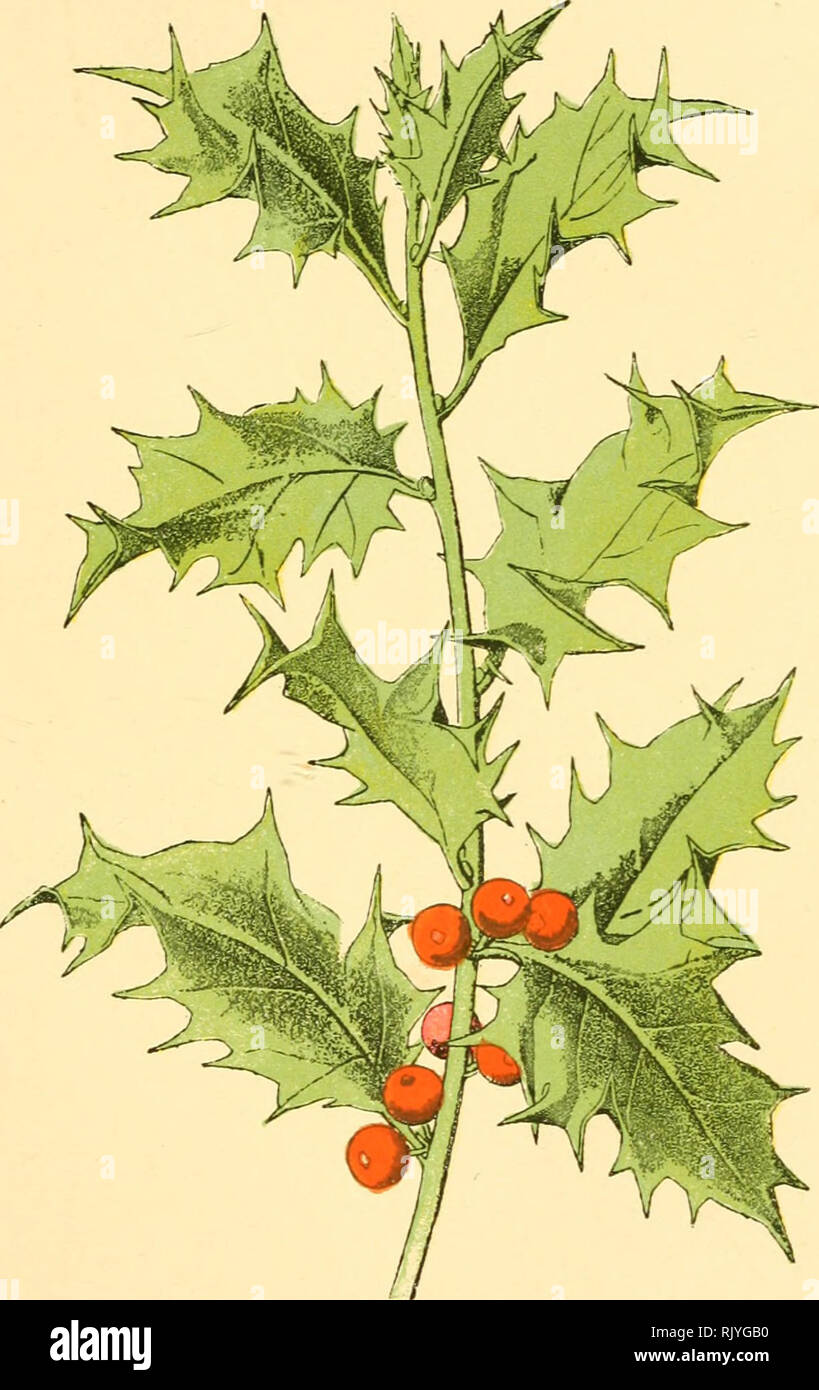 . Atlas de poche des plantes des champs, des prairies et des bois : a l'usage des promeneurs et des excursionnistes. Botany. 89 Bois, haies. — Fleurit en mai et juin.. Houx. Ilex aquifolium. — Iliclnées. —. Please note that these images are extracted from scanned page images that may have been digitally enhanced for readability - coloration and appearance of these illustrations may not perfectly resemble the original work.. Siélain, R. Paris : P. Klincksieck Stock Photo