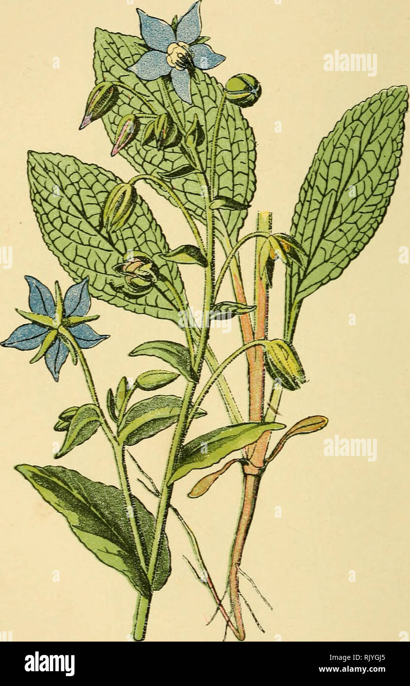 . Atlas de poche des plantes des champs, des prairies et des bois : a l'usage des promeneurs et des excursionnistes. Botany.  80 — Lieux cultivés, décombres. — Fleurit en juin et juillet.. Bourrache. Borrago officinalis. — BORRAGINÉES. —. Please note that these images are extracted from scanned page images that may have been digitally enhanced for readability - coloration and appearance of these illustrations may not perfectly resemble the original work.. Siélain, R. Paris : P. Klincksieck Stock Photo