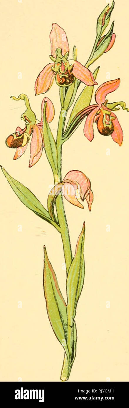 . Atlas de poche des plantes des champs, des prairies et des bois : a l'usage des promeneurs et des excursionnistes. Botany. Coteaux secs calcaires. — Fleurit en mai et juin.. Ophrys Abeille. Ophrys a[)ifera. — Orchidées. —. Please note that these images are extracted from scanned page images that may have been digitally enhanced for readability - coloration and appearance of these illustrations may not perfectly resemble the original work.. Siélain, R. Paris : P. Klincksieck Stock Photo