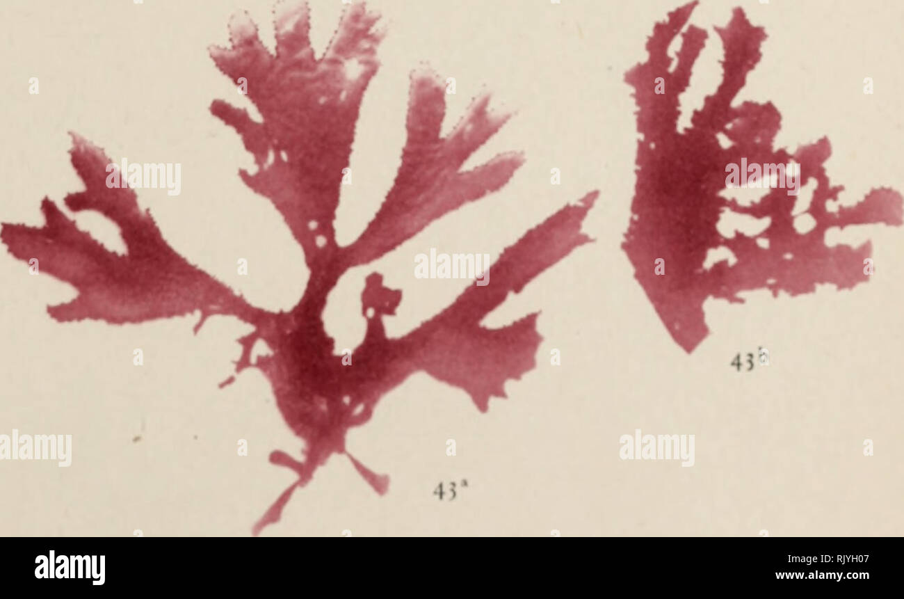 . Atlas des algues marines les plus rÃ©pandues des cÃ´tes de France : 48 planches reprÃ©sentant 108 espÃ©ces d'algues faciles a rÃ©colter avec leur description ainsi que celles des espÃ¨ces les plus viosines les moyens de les prÃ©parer et de les conserver. Marine algae. â 'BELLOTTI, S I â¢ â¢ l'rn.l M IM KMl CK M PHYL1 OPHORA RUB1 NS(&lt; n Woodw.) Grbv 2 PHY1 LOPHORA l'.I Ml TTOID1 s |. â¢ AI ! OPHYL1 IS LACINIATA (Hud. Please note that these images are extracted from scanned page images that may have been digitally enhanced for readability - coloration and appearance of these illustrations Stock Photo