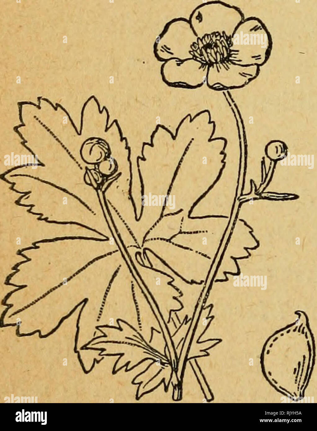 . Atlas de poche des oiseaux de France, Suisse, et Belgique, utiles ou nuisibles : suivi d'un Ã©tude d'ensemble sur les oiseaux. Birds; Birds; Birds. IL A PARU En s&lt; ( Les Ranunculus repens Flote desczij de la de la Corse et des Par l*Ab: Membre honoraire de 1 Cet ouvrage, absolument nouveau comme fonds et comme profession et simples amateurs. Ces derniers y trouveront un vocab simples que clairs. En dehors des noms latins des espÃ¨ces, l'auteur i. ou usages. Mais ce qui constitue le principal charme de la Flore C description â des 4000 espÃ¨ces de nos plantes indigÃ¨nes. Ces figu. toutes o Stock Photo