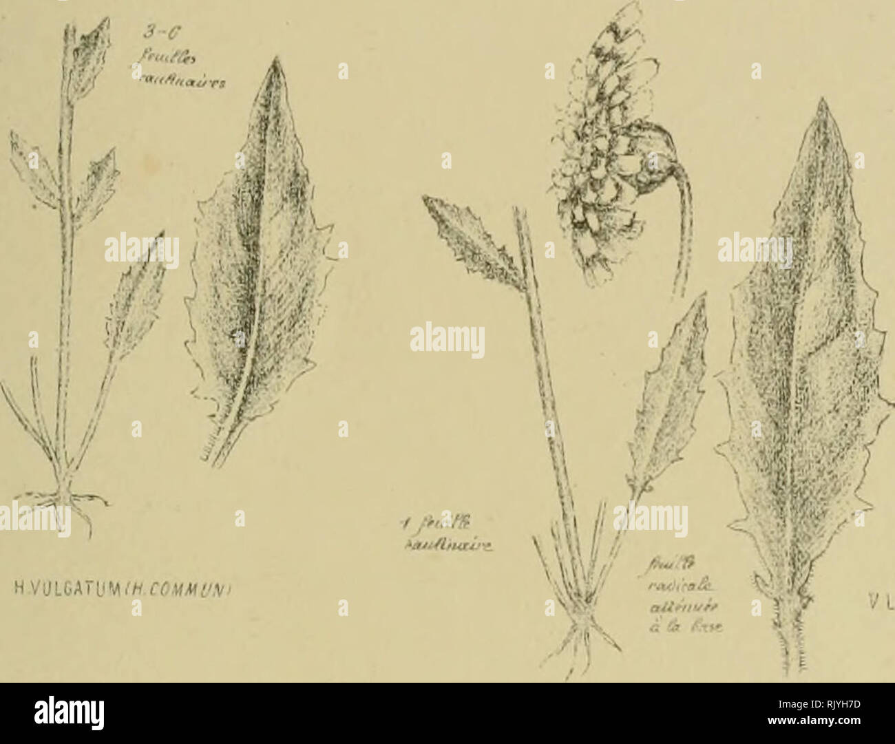 Atlas Des Caracta Res Spa C Cifiques Des Plantes De La Flore Parisienne Amp De La Flore Ra C Moise Plants Plants A I Aji M7otuvnt T Ttfvrtttr A I Prialtu Wtf Afvfj H Ai R Cuu W Rt R Arrrr 9ut A A A Ua 4hjiti Iutajiin V Coftoatum Please Note