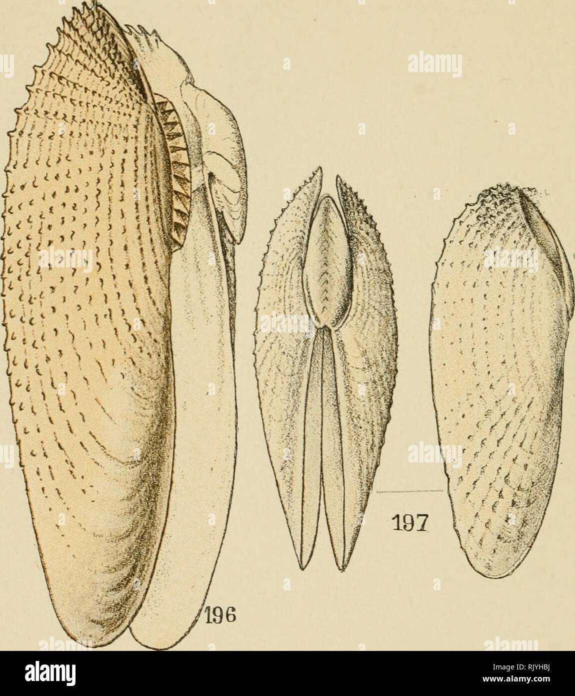 . Atlas de poche des coquilles des côtes de France (Manche, océan, Méditerranée) communes, pittoresques ou comestibles. Mollusks; Crustacea. — GO — Famille : Pholadidés.. 49G.   Pholas dactylus. 197. — Barnea candida.. Please note that these images are extracted from scanned page images that may have been digitally enhanced for readability - coloration and appearance of these illustrations may not perfectly resemble the original work.. Dautzenberg, Ph. (Philippe), b. 1849. Paris, Librairie des sciences naturelles, Paul Klincksiek Stock Photo