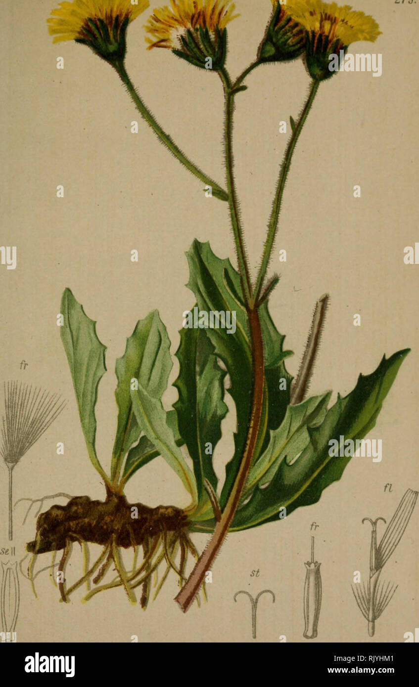 . Atlas der Alpenflora. Mountain plants. '«AMf 279.. Willemetia stipitata (Jacq. 1775) = hieracioides Monn. (1825). = apargioides (Willd 1796) — Gestielte Willemetic. Alpenkette, auf Triften, bis 2000 M. Juni—August.. Please note that these images are extracted from scanned page images that may have been digitally enhanced for readability - coloration and appearance of these illustrations may not perfectly resemble the original work.. Hartinger, Anton, b. 1806; Dalla Torre, K. W. von (Karl Wilhelm), 1850-1928; Deutscher Alpenverein (Founded 1874). Wien : Eigenthum und Verlag des Deutschen und  Stock Photo