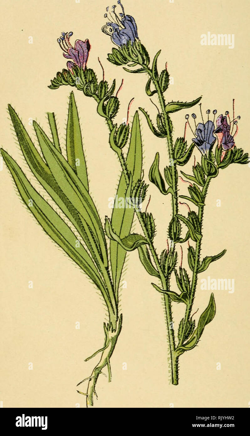 . Atlas de poche des plantes des champs, des prairies et des bois : a l'usage des promeneurs et des excursionnistes. Botany. — 26 — Champs arides, décombres. — Fleurit de mai en août.. Vipérine. Echium vulgare. - BORRAGINÉES. -. Please note that these images are extracted from scanned page images that may have been digitally enhanced for readability - coloration and appearance of these illustrations may not perfectly resemble the original work.. Siélain, R. Paris : P. Klincksieck Stock Photo