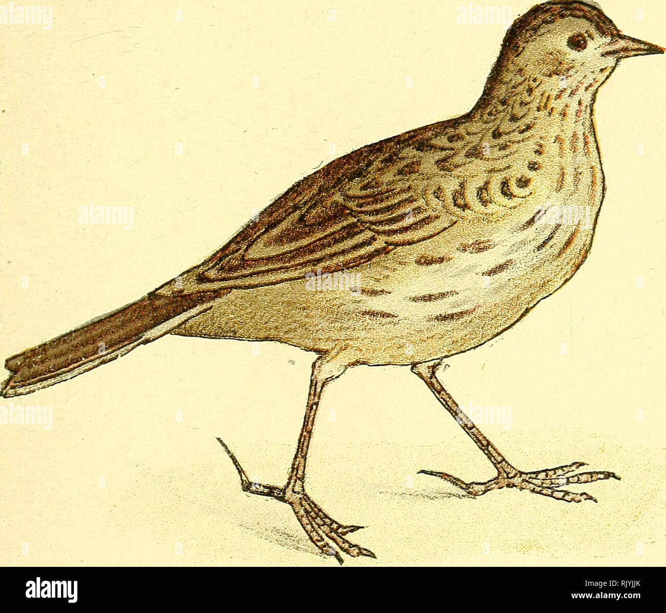 Atlas De Poche Des Oiseaux De France Suisse Et Belgique Utiles Ou Nuisibles Suivi D Un Etude D Ensemble Sur Les Oiseaux Birds Birds Birds Utile 29 Sedentaire Et Migrateur Atlas De Poche Des Oiseaux De France Suisse Et Belgique Utiles Ou Nuisibles Suivi D Un Etude D Ensemble Sur Les Oiseaux Birds Birds Birds Utile 29 Sedentaire Et Migrateur