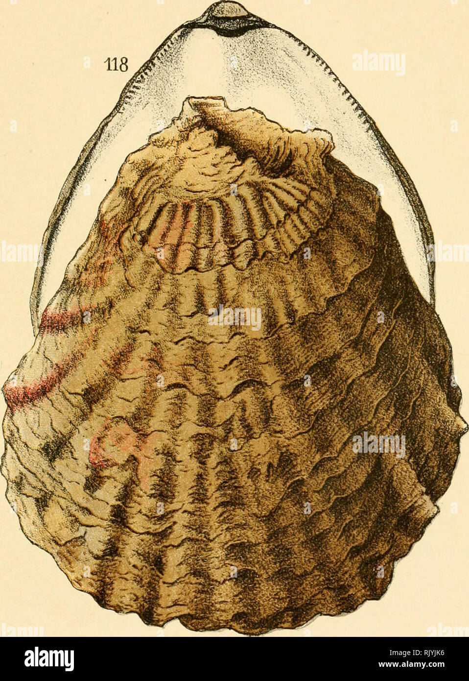 . Atlas de poche des coquilles des côtes de France (Manche, océan, Méditerranée) communes, pittoresques ou comestibles. Mollusks; Crustacea. - 31 — Famille : Ostréidés.. IIS. Ostrea edulis.. Please note that these images are extracted from scanned page images that may have been digitally enhanced for readability - coloration and appearance of these illustrations may not perfectly resemble the original work.. Dautzenberg, Ph. (Philippe), b. 1849. Paris, Librairie des sciences naturelles, Paul Klincksiek Stock Photo