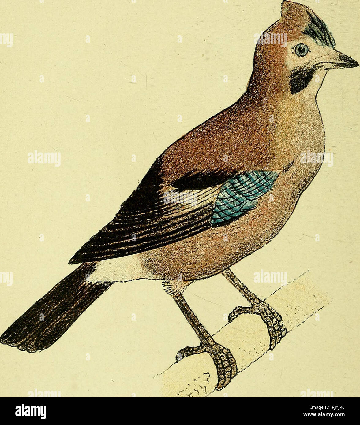 Geai Stock Photos Geai Stock Images Alamy - 