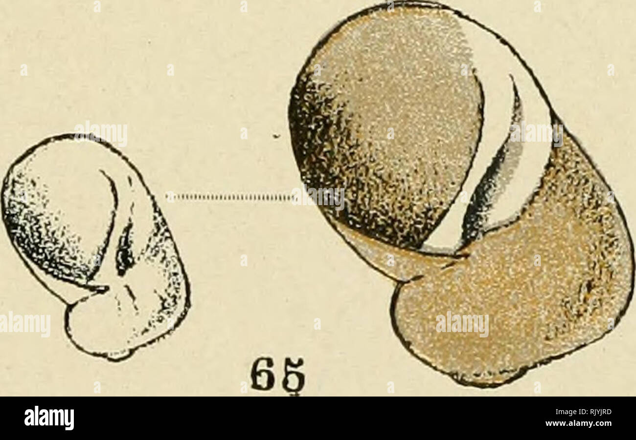 . Atlas de poche des coquilles des côtes de France (Manche, océan, Méditerranée) communes, pittoresques ou comestibles. . 62. — Littorina littorea. 63 A, 63 B. — Littorina obtusata. 64- — Littorina saxalitis, var. rudis. 65. — Lacuna pallidula.. Please note that these images are extracted from scanned page images that may have been digitally enhanced for readability - coloration and appearance of these illustrations may not perfectly resemble the original work.. Dautzenberg, Ph. (Philippe), b. 1849. Paris, Librairie des sciences naturelles, Paul Klincksiek Stock Photo