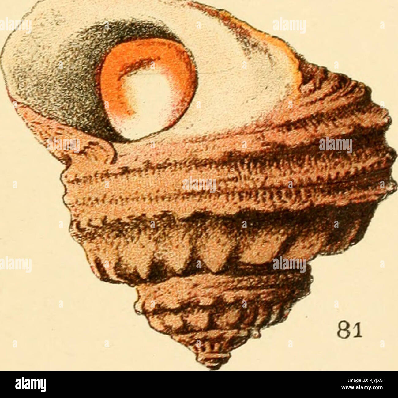 . Atlas de poche des coquilles des côtes de France (Manche, océan, Méditerranée) communes, pittoresques ou comestibles. Mollusks; Crustacea. 81. — Astralium rugosum. 82. — Collonia sanguinea.. Please note that these images are extracted from scanned page images that may have been digitally enhanced for readability - coloration and appearance of these illustrations may not perfectly resemble the original work.. Dautzenberg, Ph. (Philippe), b. 1849. Paris, Librairie des sciences naturelles, Paul Klincksiek Stock Photo
