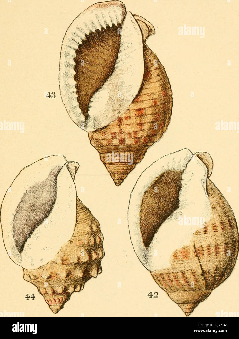 . Atlas de poche des coquilles des côtes de France (Manche, océan, Méditerranée) communes, pittoresques ou comestibles. Mollusks; Crustacea. — 13 - Famille : Cassididés.. 42. — Cassis saburon. 43. — Cassis sulcosa. 44. — Morio echinophora.. Please note that these images are extracted from scanned page images that may have been digitally enhanced for readability - coloration and appearance of these illustrations may not perfectly resemble the original work.. Dautzenberg, Ph. (Philippe), b. 1849. Paris, Librairie des sciences naturelles, Paul Klincksiek Stock Photo