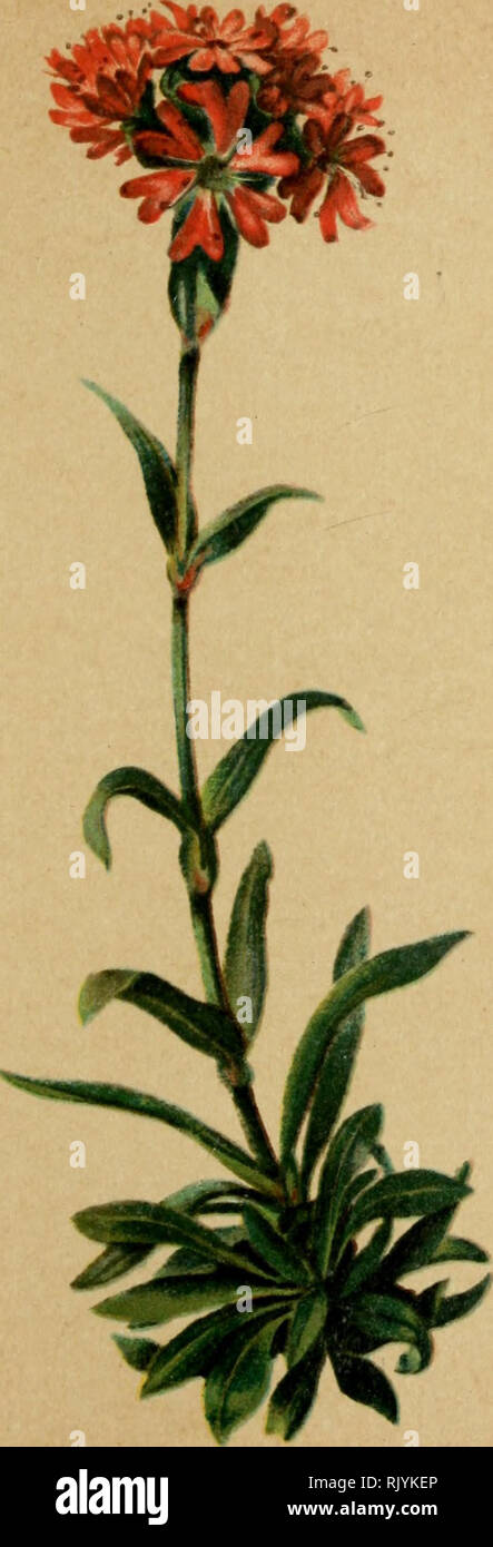 . Atlas de la flora alpine. Botany; Mountain plants. 8(3. 84. Lychnis alpina, L. — Lichtnelke. T^ychnide des Alpes. — Alpine Campion. Päturages -Heves de la chaine alpine (slirlout granitique). Juin—.-. Please note that these images are extracted from scanned page images that may have been digitally enhanced for readability - coloration and appearance of these illustrations may not perfectly resemble the original work.. Correvon, Henry, 1854-1939; Deutscher und Österreichischer Alpenverein. Geneve [etc. ] : Georg &amp; Co. Stock Photo