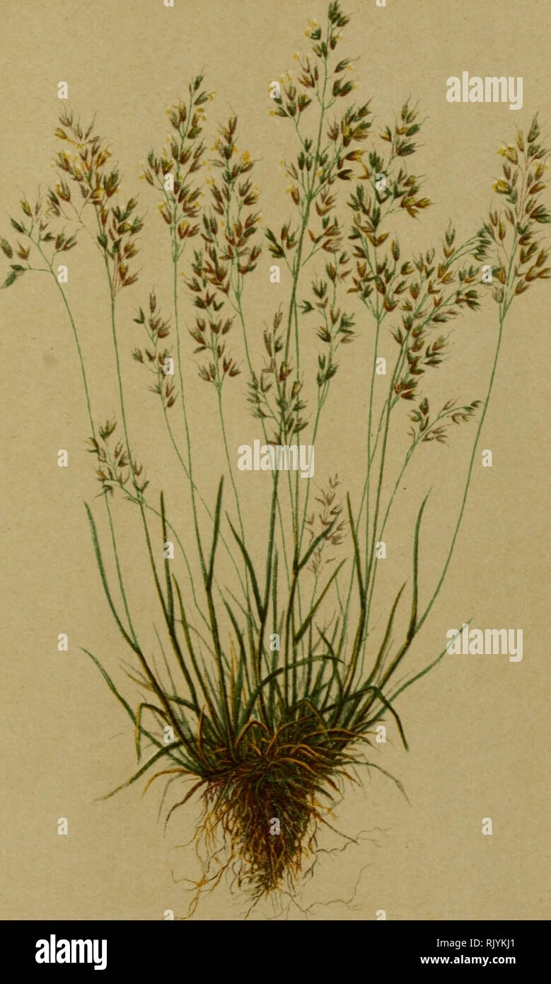 . Atlas de la flora alpine. Plants; Mountain plants. 470. Agrostis alpina, Scop. — Alpenwindhalm. Agrostis des Alpes. — Alpine Agrostis. Pâtiirajjes et diliivions pierreuses des Alpes. Juillet ;ptenibre.. Please note that these images are extracted from scanned page images that may have been digitally enhanced for readability - coloration and appearance of these illustrations may not perfectly resemble the original work.. Correvon, Henry, 1854-1939; Club alpin allemand et autrichien. Genève, Georg &amp; Co. Stock Photo
