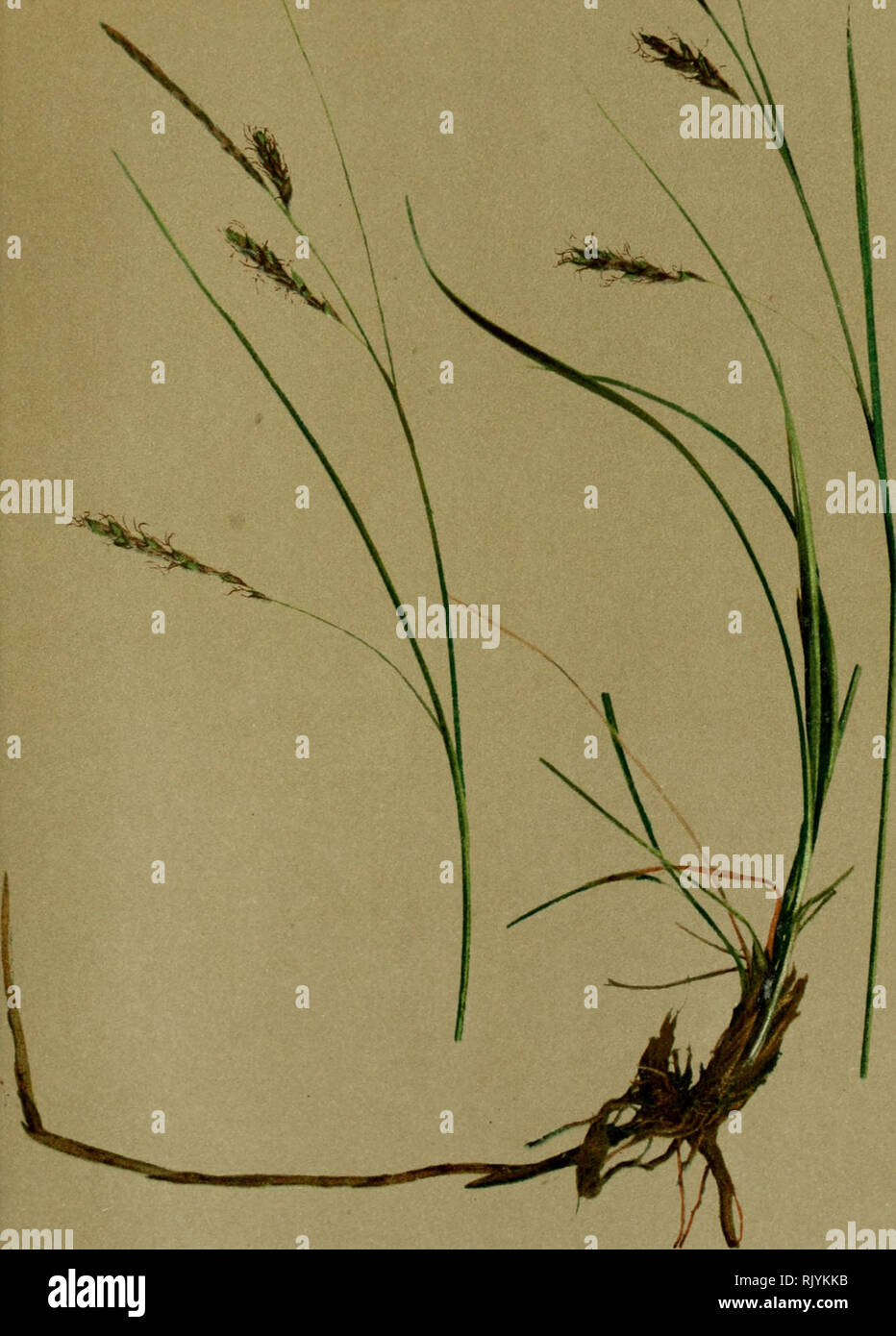 . Atlas de la flora alpine. Plants; Mountain plants. 48. 468. Carex ferruginea, Scop. — Rostbraune Segge. Laiche ferrugineuse. — Ironlike Sedge. s ..uilles et pâturages pierreux de la région alpine et sous alpine.  Juin- A m. Please note that these images are extracted from scanned page images that may have been digitally enhanced for readability - coloration and appearance of these illustrations may not perfectly resemble the original work.. Correvon, Henry, 1854-1939; Club alpin allemand et autrichien. Genève, Georg &amp; Co. Stock Photo
