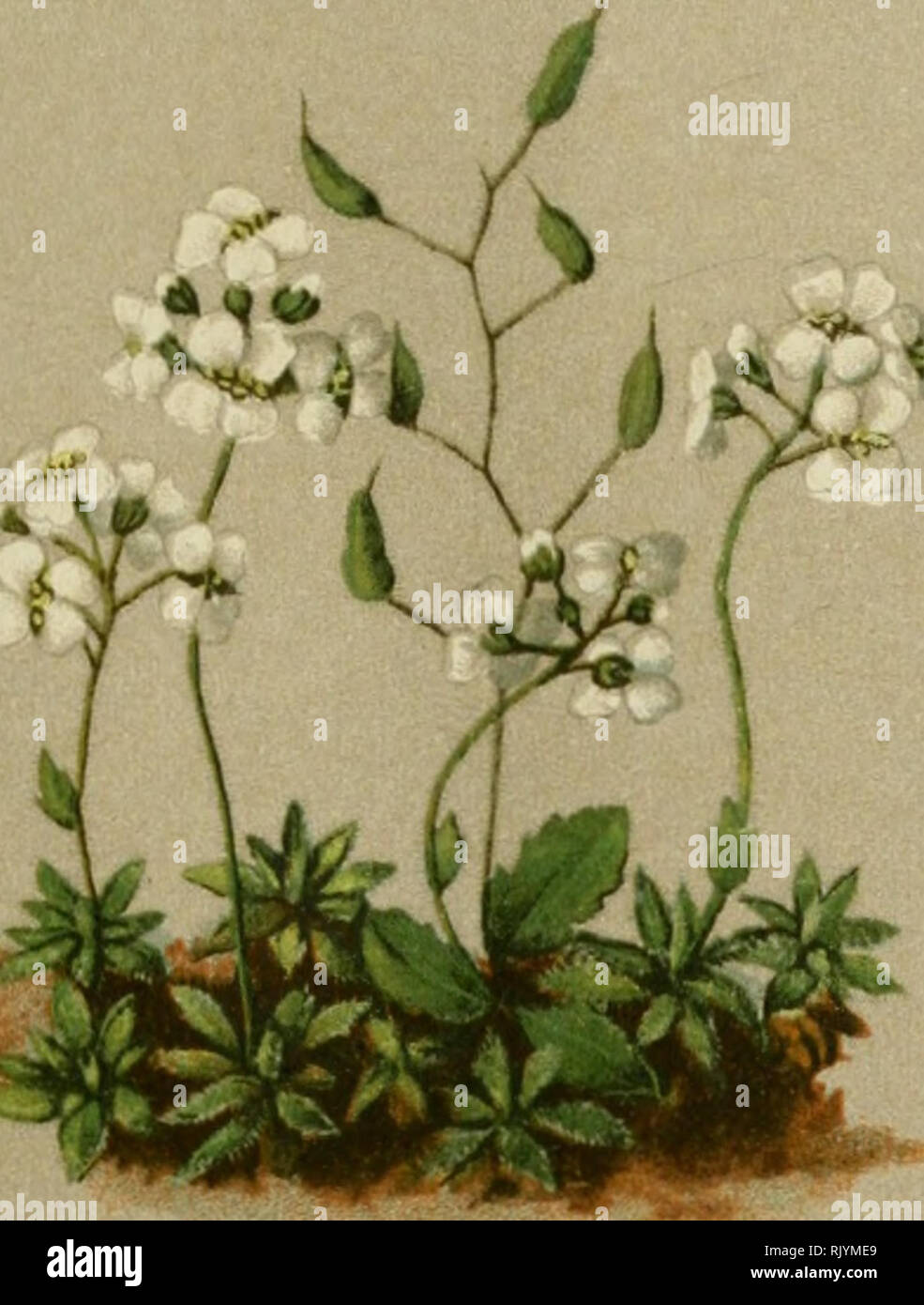 . Atlas de la flora alpine. Botany; Mountain plants. 48. Draba stellata, Jacq. — Sternhaariges Hungerblümchen. Drave etoilee. — Starleaved Whitlowgrass. Kochers calcaires Ue la rci^ion alpine. Juillet—AoOt.. Please note that these images are extracted from scanned page images that may have been digitally enhanced for readability - coloration and appearance of these illustrations may not perfectly resemble the original work.. Correvon, Henry, 1854-1939; Deutscher und Österreichischer Alpenverein. Geneve [etc. ] : Georg &amp; Co. Stock Photo