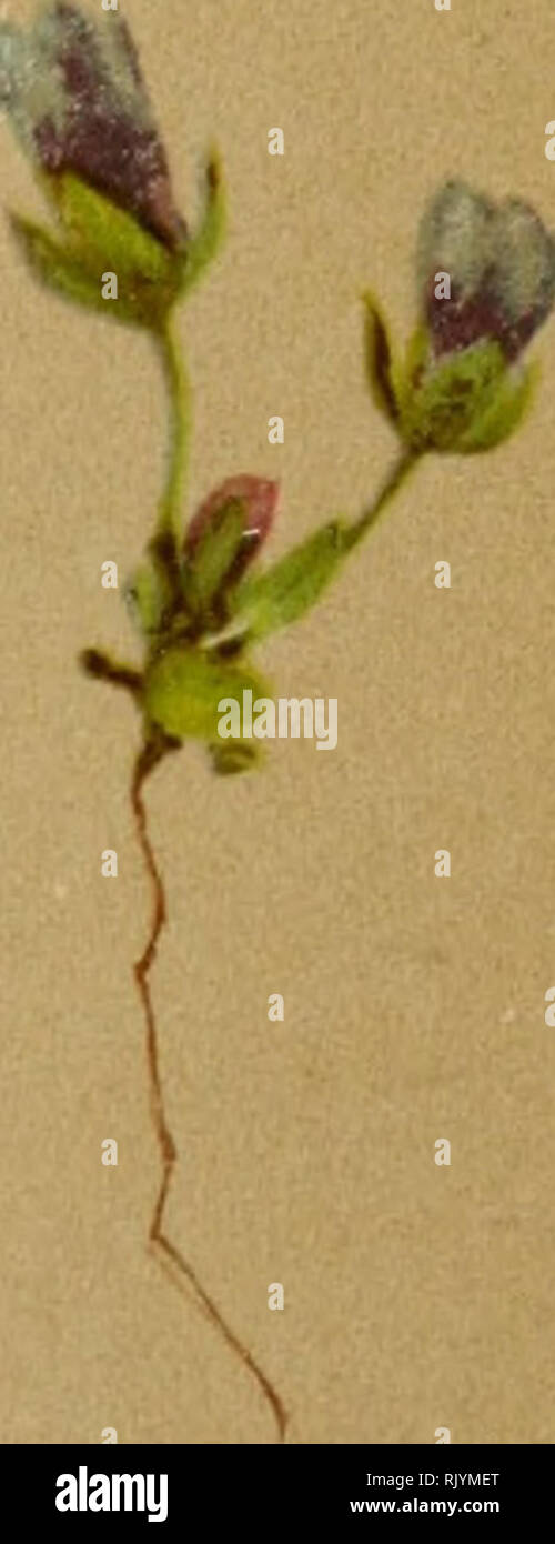 . Atlas de la flora alpine. Plants; Mountain plants. '4i} GcniULria uana, Walf. •^rentiane naine ^^^ uT-Gentian Zwergenzian. .^iRciaires mm i-n'eiin liennes. Juillet — A&lt;u&quot;. Please note that these images are extracted from scanned page images that may have been digitally enhanced for readability - coloration and appearance of these illustrations may not perfectly resemble the original work.. Correvon, Henry, 1854-1939; Club alpin allemand et autrichien. Genève, Georg &amp; Co. Stock Photo