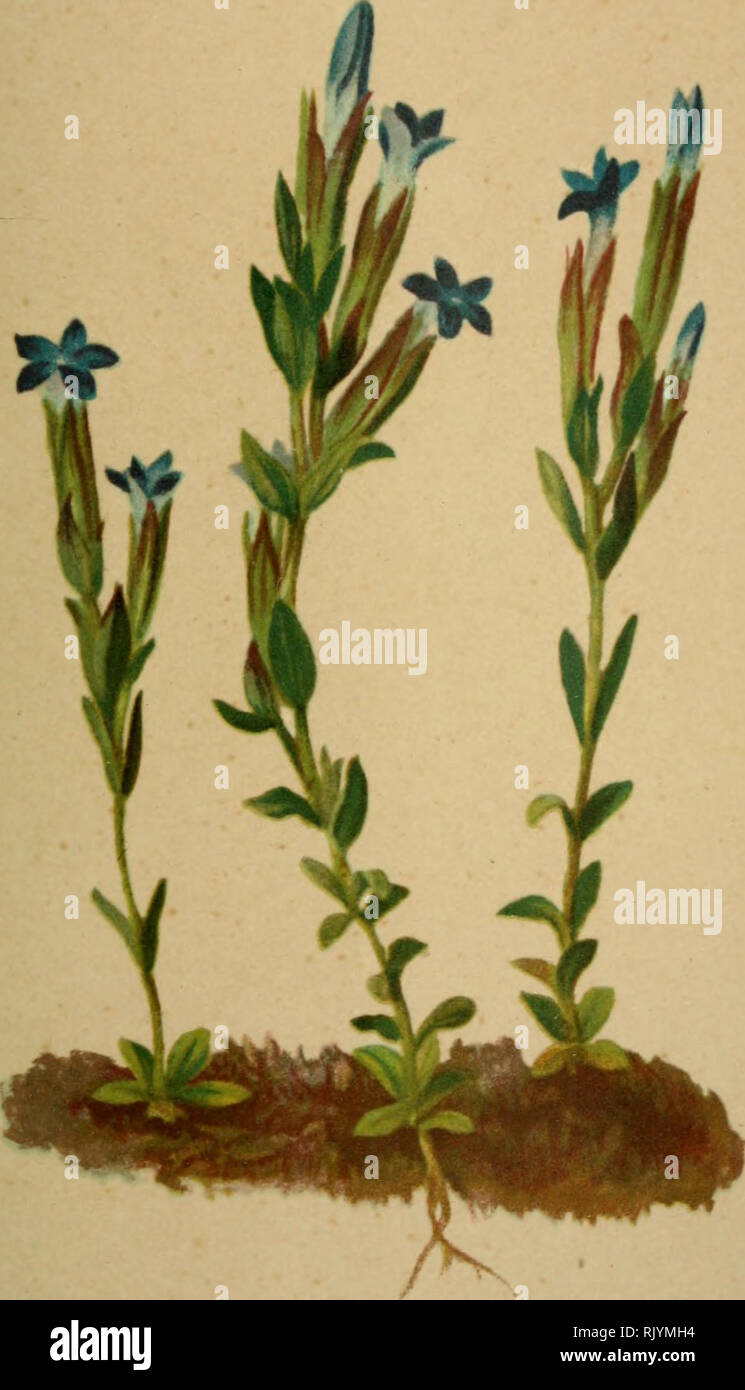 . Atlas de la flora alpine. Plants; Mountain plants. 'UH. Gentiana nivalis, L. — Schnee-Enzian. Gentiane des neiges. — Snow Gentian. Pentes gazonnées de la région alpine. Juillet — Aora.. Please note that these images are extracted from scanned page images that may have been digitally enhanced for readability - coloration and appearance of these illustrations may not perfectly resemble the original work.. Correvon, Henry, 1854-1939; Club alpin allemand et autrichien. Genève, Georg &amp; Co. Stock Photo