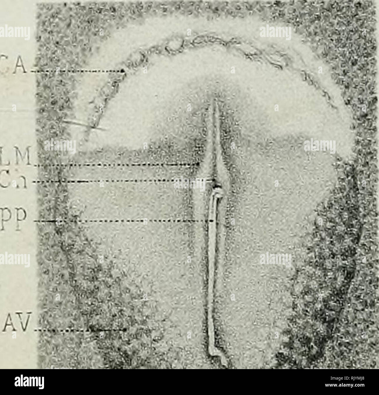 Atlas D Embryologie Embryology I Mjj L Avi M I Fig 69 Iq B Fig 75 1 4 Please Note That These Images Are Extracted From Scanned Page Images That May Have Been