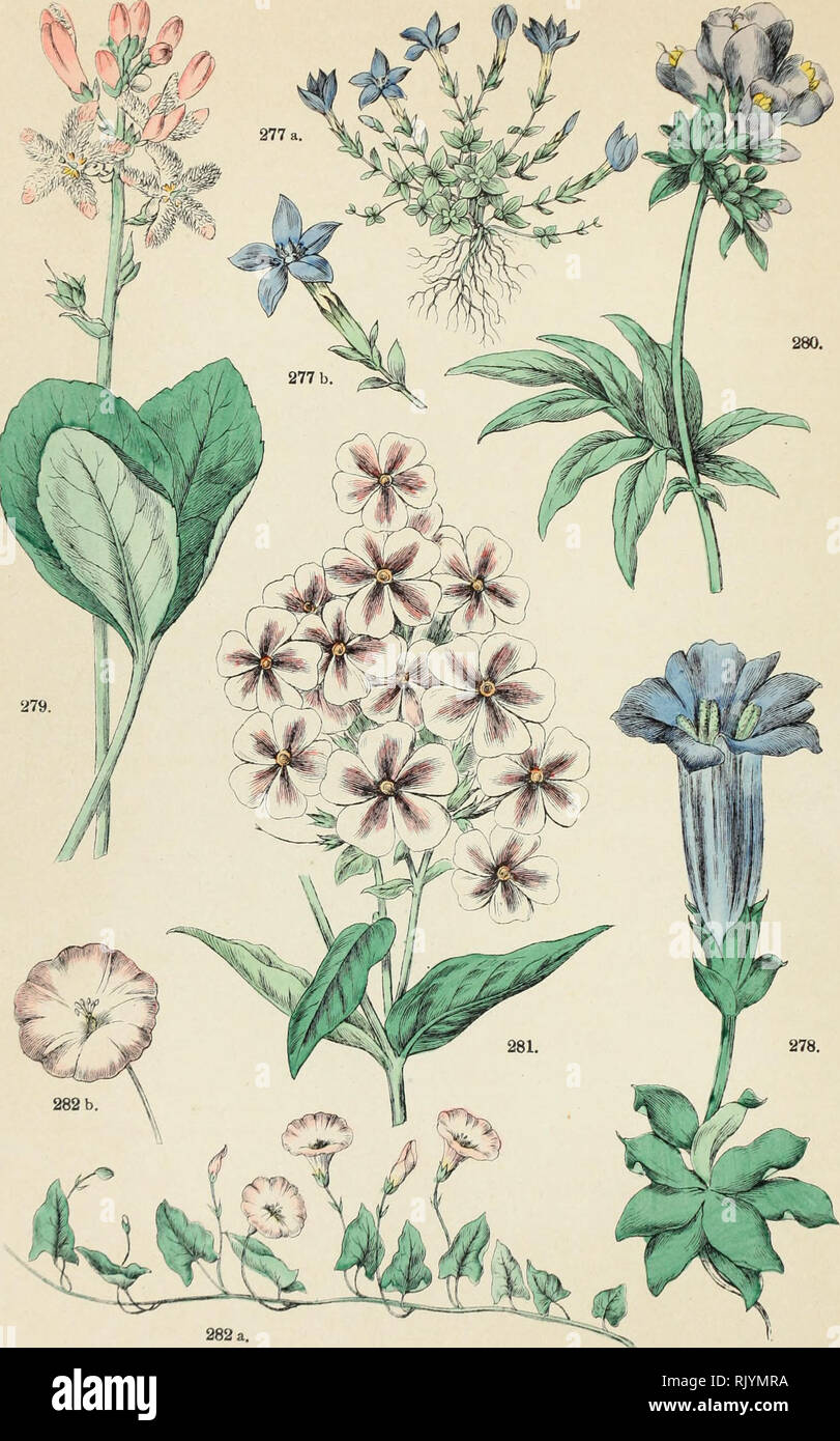 Atlante Botanico Secondo Il Sistema Naturale Di De Candolle 85 Tavole Miniate Con Testo Esplicativo Ridotto A Dizione Italiana Da Giovanni Briosi Phytogeography 48 Ulrico Ll Irph Editore B Please Note That