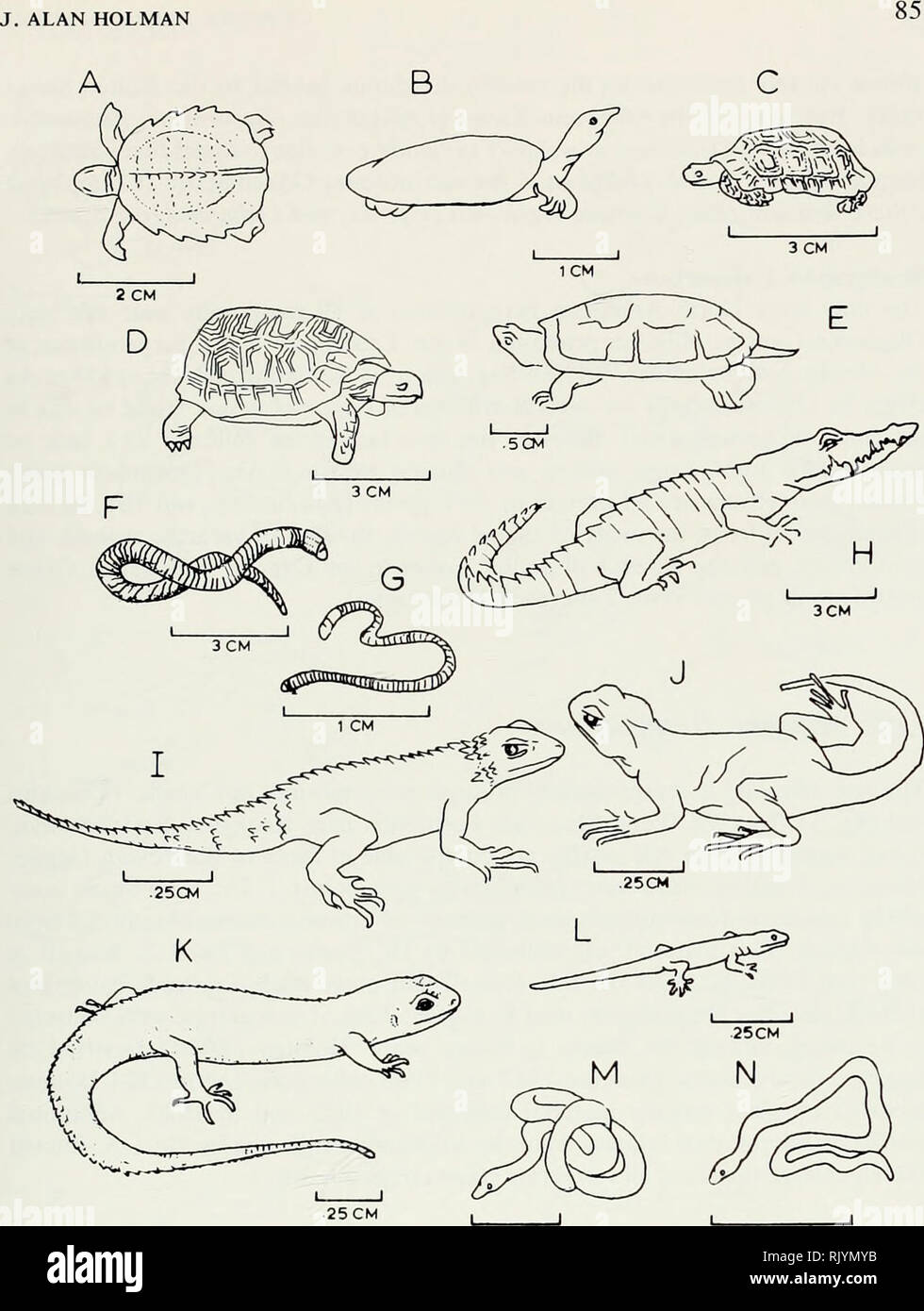 Athlon Essays On Palaeontology In Honour Of Loris Shano Russell Paleontology 25cm 3 Cm 3 Cm Fig 2 Restorations Of Reptiles Of Early Oligocene Cypress Hills Fauna Saskatchewan Draw Ings