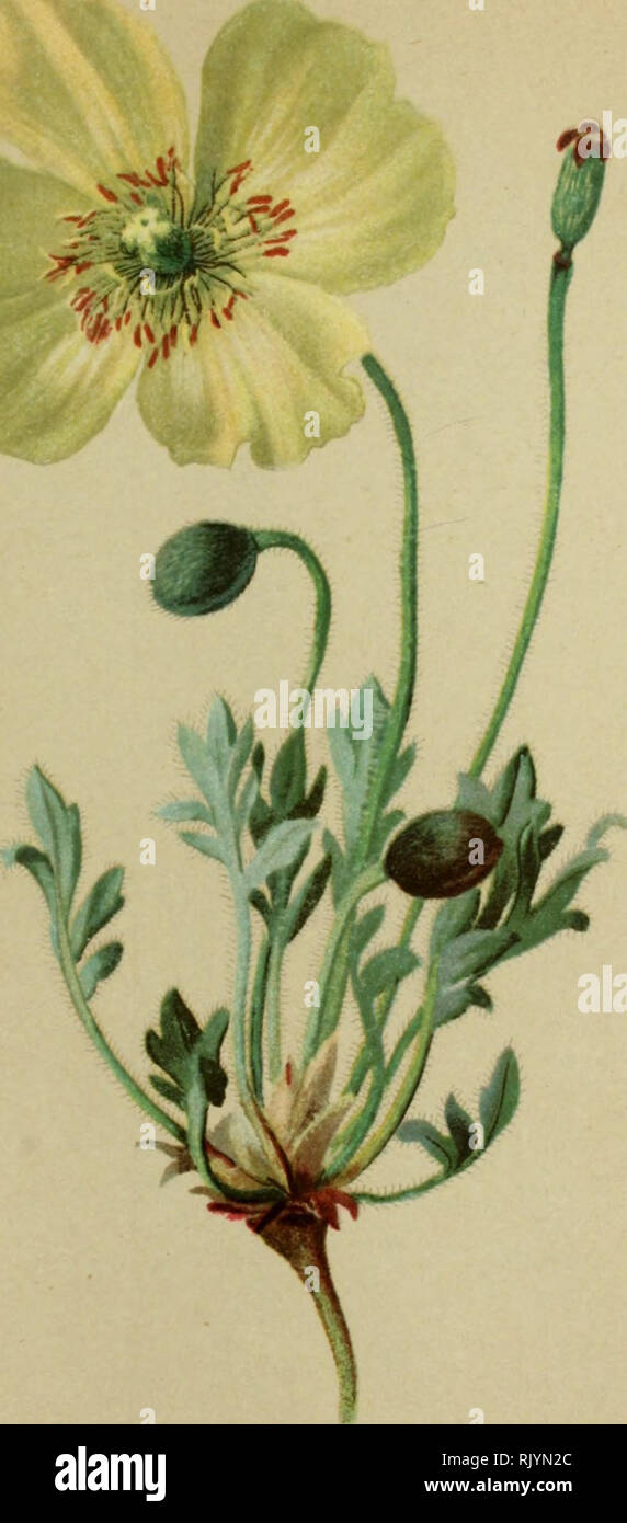. Atlas de la flora alpine. Botany; Mountain plants. 30. Papaver pyrenaicum, Willd. — Pyrenäen Mohn. Pavot des Pyrenees. — Pyrenean poppy. Rochers et eboulis des Alpes orientales et occidentales. Juin —Aoüt.. Please note that these images are extracted from scanned page images that may have been digitally enhanced for readability - coloration and appearance of these illustrations may not perfectly resemble the original work.. Correvon, Henry, 1854-1939; Deutscher und Österreichischer Alpenverein. Geneve [etc. ] : Georg &amp; Co. Stock Photo