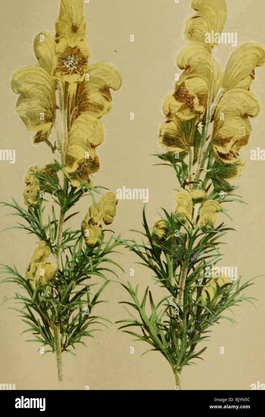 . Atlas de la flora alpine. Botany; Mountain plants. 122. 27. Aconitum Anthora, L. — Giftheil Eisenhut. Aconit veneneux. — Yellow Monkshood. Päturasies rocaillcux des Alpes calraires. Juillet — Octobre.. Please note that these images are extracted from scanned page images that may have been digitally enhanced for readability - coloration and appearance of these illustrations may not perfectly resemble the original work.. Correvon, Henry, 1854-1939; Deutscher und Österreichischer Alpenverein. Geneve [etc. ] : Georg &amp; Co. Stock Photo