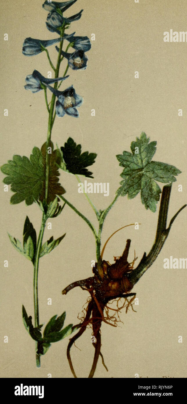 . Atlas de la flora alpine. Botany; Mountain plants. 120 '49. Delphiniunf eläfum, L. — Hoher Rittersporn. Dauphinelle alpine. — Alpine larkspur. Lieux frais et pierreiix de la region subalpine. Juillet—Aoüt.. Please note that these images are extracted from scanned page images that may have been digitally enhanced for readability - coloration and appearance of these illustrations may not perfectly resemble the original work.. Correvon, Henry, 1854-1939; Deutscher und Österreichischer Alpenverein. Geneve [etc. ] : Georg &amp; Co. Stock Photo