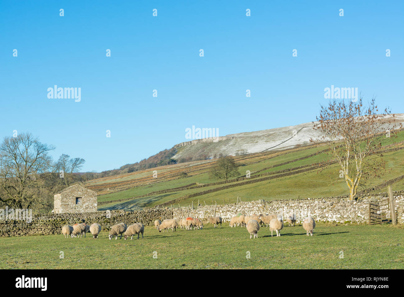 Sheep in a field with blue sky above Stock Photo - Alamy