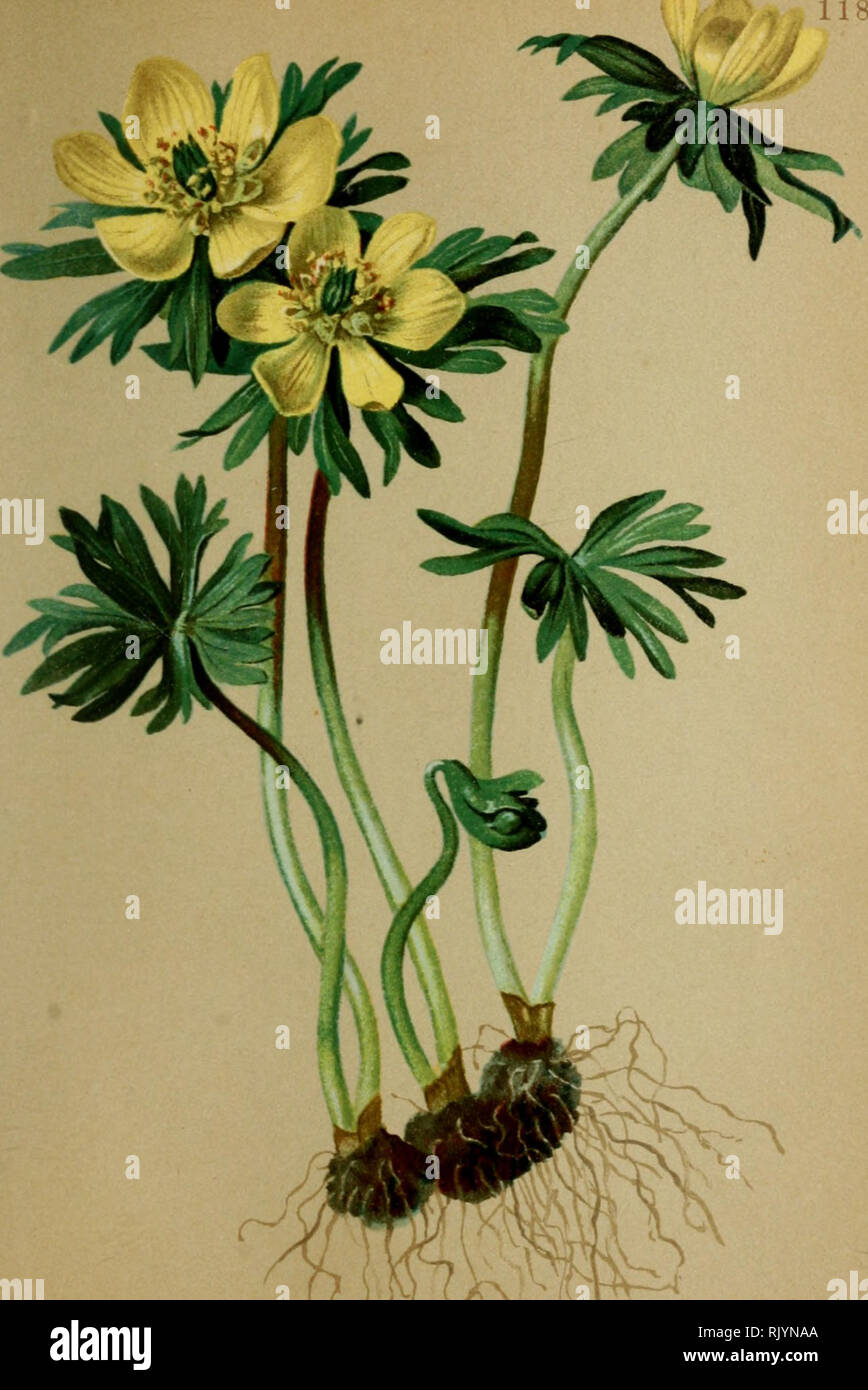 . Atlas de la flora alpine. Botany; Mountain plants. 22. Eranthis hiema^is^SalisK&quot;^ Winierblume. Hellebore jaune. — Winter-Aconite. Alpes delAulriche meridionale, daiis les taillis de la rcjjion niontagneusc. Kevrier — Ma. Please note that these images are extracted from scanned page images that may have been digitally enhanced for readability - coloration and appearance of these illustrations may not perfectly resemble the original work.. Correvon, Henry, 1854-1939; Deutscher und Österreichischer Alpenverein. Geneve [etc. ] : Georg &amp; Co. Stock Photo