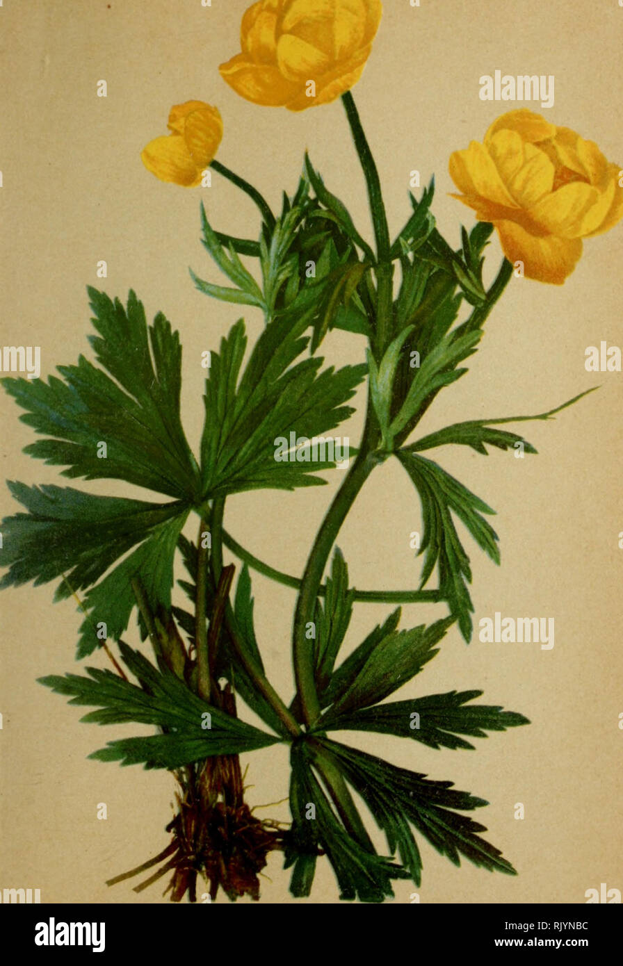 . Atlas de la flora alpine. Botany; Mountain plants. 114. 21. Trollius europaeus, L. — Trollblume. Trolle. — Globeflower. Prairies humides de la zuiic- subalpine cl mouta.n'ieuse. M.-ii — Juillet.. Please note that these images are extracted from scanned page images that may have been digitally enhanced for readability - coloration and appearance of these illustrations may not perfectly resemble the original work.. Correvon, Henry, 1854-1939; Deutscher und Österreichischer Alpenverein. Geneve [etc. ] : Georg &amp; Co. Stock Photo