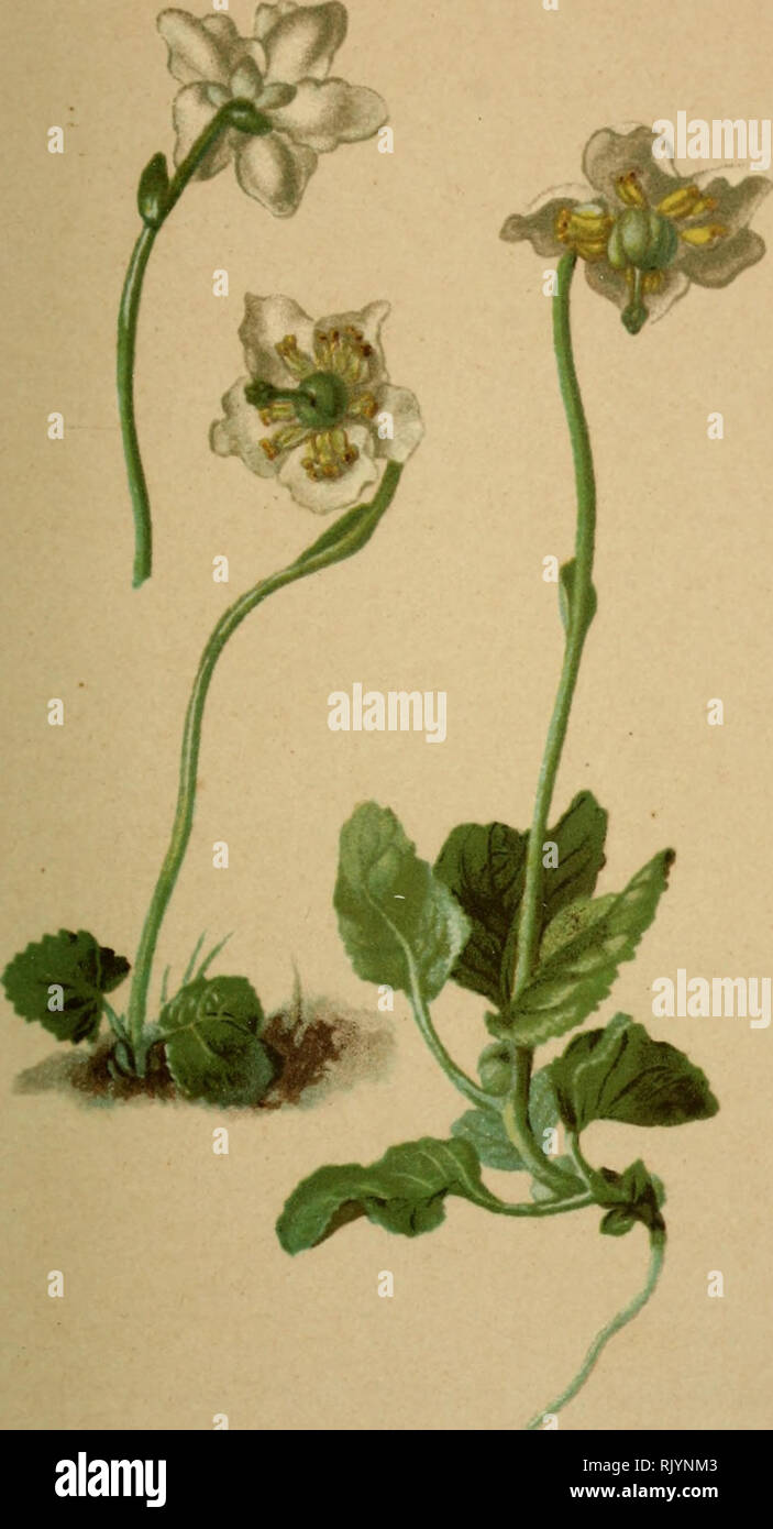 . Atlas de la flora alpine. Plants; Mountain plants. 307. Pirola uniflora, L. — Einbliithiges Wintergrùn. Pyrole uniflore. — Oneflowered Wintergreen Bois de la région mont.igneuse. Juin — Juillet.. Please note that these images are extracted from scanned page images that may have been digitally enhanced for readability - coloration and appearance of these illustrations may not perfectly resemble the original work.. Correvon, Henry, 1854-1939; Club alpin allemand et autrichien. Genève, Georg &amp; Co. Stock Photo