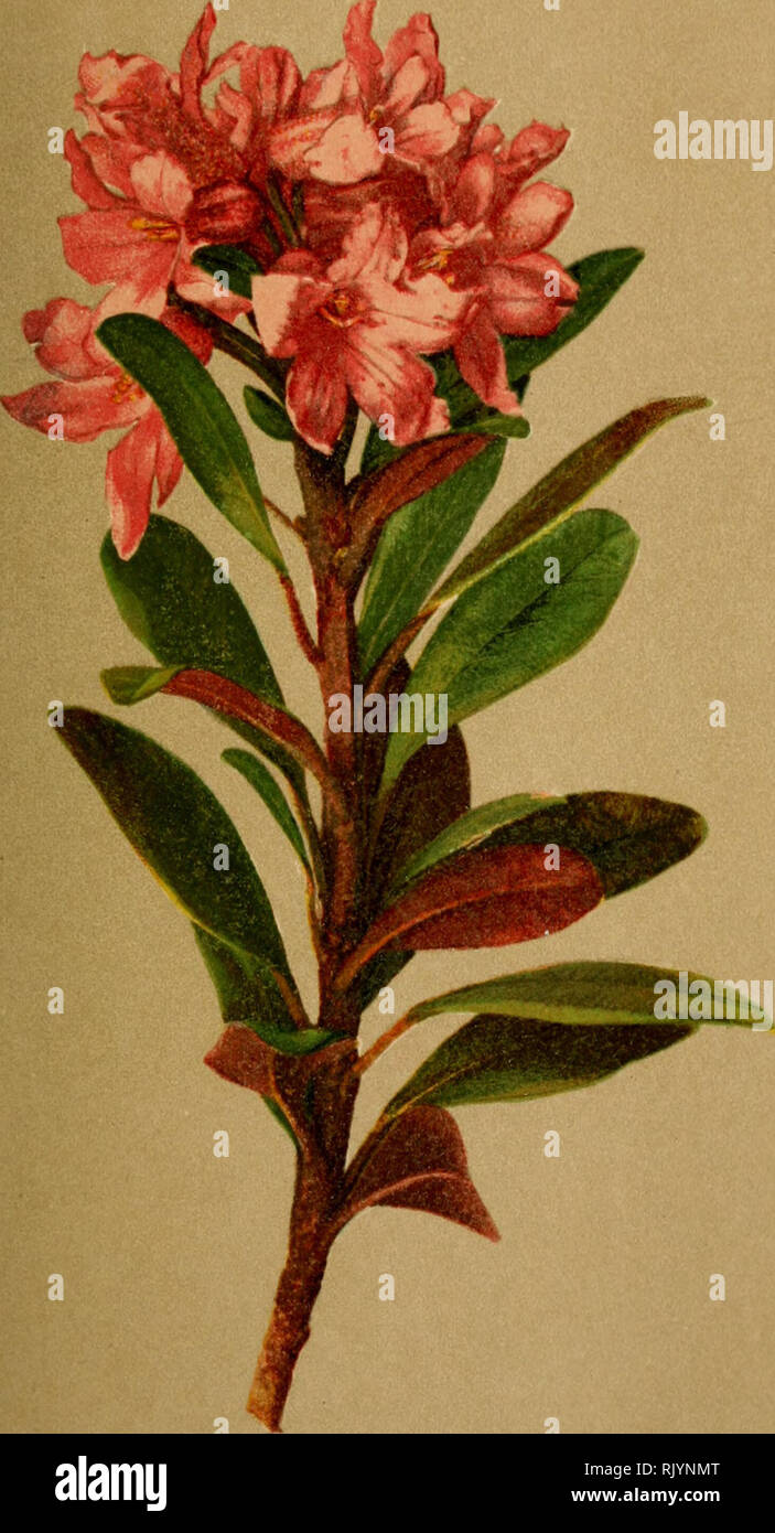 . Atlas de la flora alpine. Plants; Mountain plants. 292. 30(). Rhododendron ferrugineum, L. â Rostfarbige Alpenrose. *'')sage des Alpes. ââ Alpine Rhododendron A.,M t.. Please note that these images are extracted from scanned page images that may have been digitally enhanced for readability - coloration and appearance of these illustrations may not perfectly resemble the original work.. Correvon, Henry, 1854-1939; Club alpin allemand et autrichien. GenÃ¨ve, Georg &amp; Co. Stock Photo