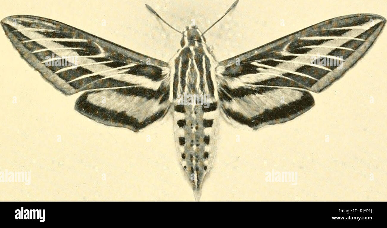 . As nature shows them : moths and butterflies of the United States, east of the Rocky Mountains : with over 400 photographic illustrations in the text and many transfers of species from life. Lepidoptera; Nature prints. SPHINXES. 143 like the preceding species except that there are several white lines following- the veins and extending- diagonally across the npper wings. There are also white lines on tlie tliorax, and the abdomen has a decided rosy tint besides the black and white markings. This insect is fonnd from the Atlantic to the Pacific coast, and extends well up into Canada and also i Stock Photo