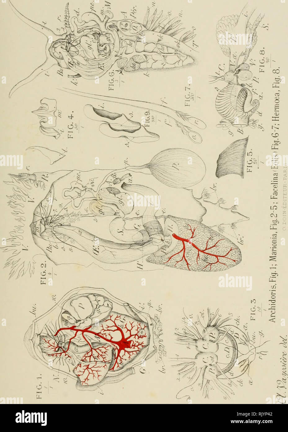 Atlas D Anatomie Compara C E Des Inverta C Bra C S Invertebrates Mollusques Pl 9 J Y A 11 H A N M 1 Jj Od F Quot Quot O Atlas D Anatomie Compara C E Des Inverta C Bra C S Invertebrates Mollusques Pl 9 J Y A 11 H A N M 1 Jj Od F Quot Quot O