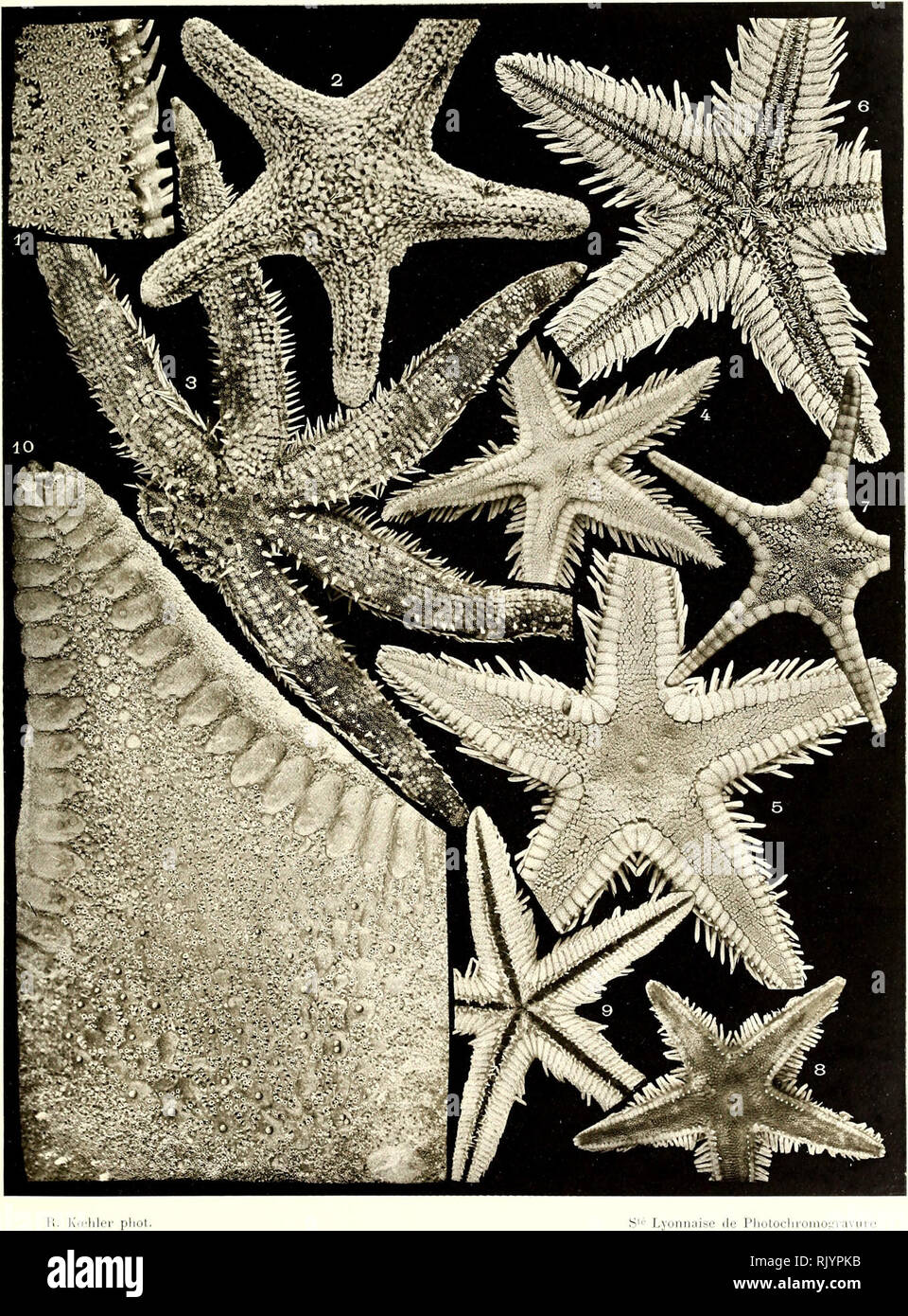 Asteiries Recuelillies Par L Investigator Dans L Oceian Indien Starfishes K A11 U I A A S T A N 1k S L I T T O P A L E S