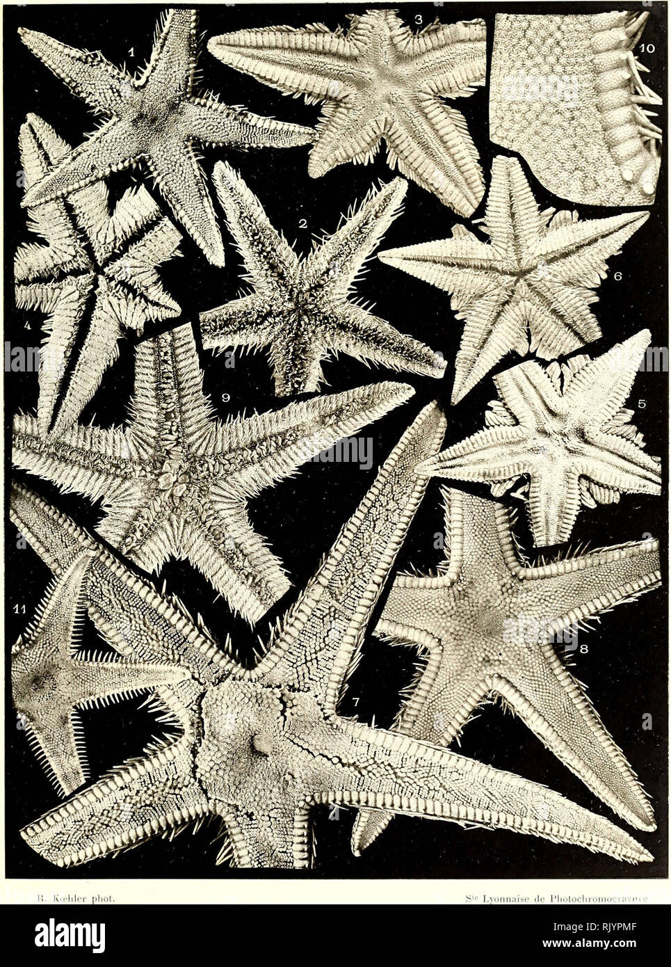 C Regalis High Resolution Stock Photography And Images Alamy