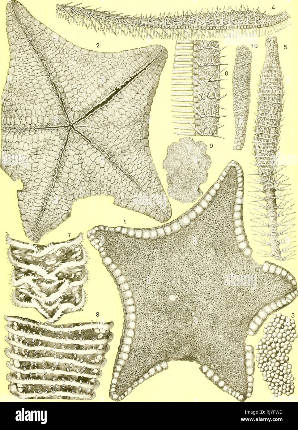 . Aste?ries recuelillies par l'Investigator dans l'oce?an Indien. Starfishes. R. KŒHLER, Astéries de mer prof(3Nde. PL. XII. R. Kœhler del, 1-3 PENTAGONASTER ANNANDALEI. 4H3 ODINIA CLARKI. 7 BRISINGA PANOPLA. 8 BRISINGA PARALLELA.. Please note that these images are extracted from scanned page images that may have been digitally enhanced for readability - coloration and appearance of these illustrations may not perfectly resemble the original work.. Kœhler, R. (Rene?), 1860-; Indian Museum; Investigator (Marine survey ship). Calcutta, Trustees of the Indian Museum Stock Photo