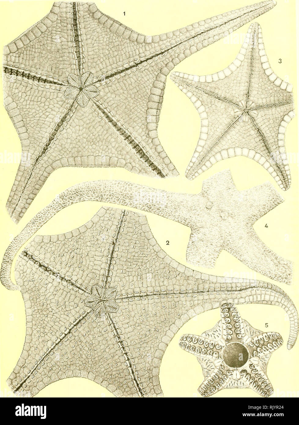. Aste?ries recuelillies par l'Investigator dans l'oce?an Indien. Starfishes. Pl.. V KŒHLKR, Astéries de mer profonde.. R. Kœhler de 1 CIRCEASTER MARCRLLI. 2 CIRŒASTER MAGDALEN/E. 3 PENTAGONASTER CUENOTL i CRIBRELLA MUTANS. 5 SIDONASTER VANEYl.. Please note that these images are extracted from scanned page images that may have been digitally enhanced for readability - coloration and appearance of these illustrations may not perfectly resemble the original work.. Kœhler, R. (Rene?), 1860-; Indian Museum; Investigator (Marine survey ship). Calcutta, Trustees of the Indian Museum Stock Photo