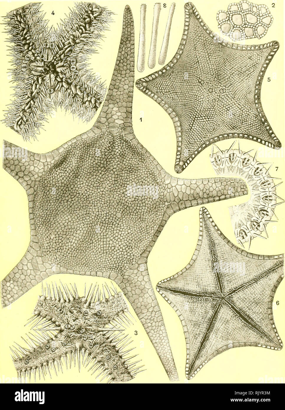 . Aste?ries recuelillies par l'Investigator dans l'oce?an Indien. Starfishes. KŒHLHR, Astéries de mer profonde. PL. IV.. R. Kœhler del. 1-2 CIRCEASTER MARCELLl. 3-4 PARARCHASTER INDICUS. 5 0 PENTAGONASTER MORTENSENl. 7 ODINIA CLARKl. 8 SIDONASTER BATHERl.. Please note that these images are extracted from scanned page images that may have been digitally enhanced for readability - coloration and appearance of these illustrations may not perfectly resemble the original work.. Kœhler, R. (Rene?), 1860-; Indian Museum; Investigator (Marine survey ship). Calcutta, Trustees of the Indian Museum Stock Photo
