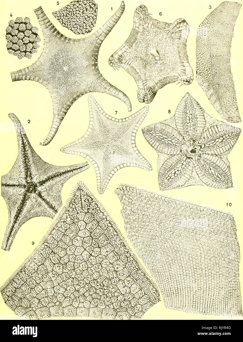 . Aste?ries recuelillies par l'Investigator dans l'oce?an Indien. Starfishes. R. KŒHLKR, Astéries de mer profonde. PL. ni.. R. Kœhk-r dcl. 1-4 THORACASTER ALBERTI. 5 STYRACASTER CAROLI. 0 SIDONASTER VANEYl. 7 PENTAGONASTER CUENOTl. 8 HYMENASTER ALCOCKI. 9 LYDIASTER JOHANN/E. 10 PALMIPES LUDOVICE. Please note that these images are extracted from scanned page images that may have been digitally enhanced for readability - coloration and appearance of these illustrations may not perfectly resemble the original work.. Kœhler, R. (Rene?), 1860-; Indian Museum; Investigator (Marine survey ship). Calc Stock Photo