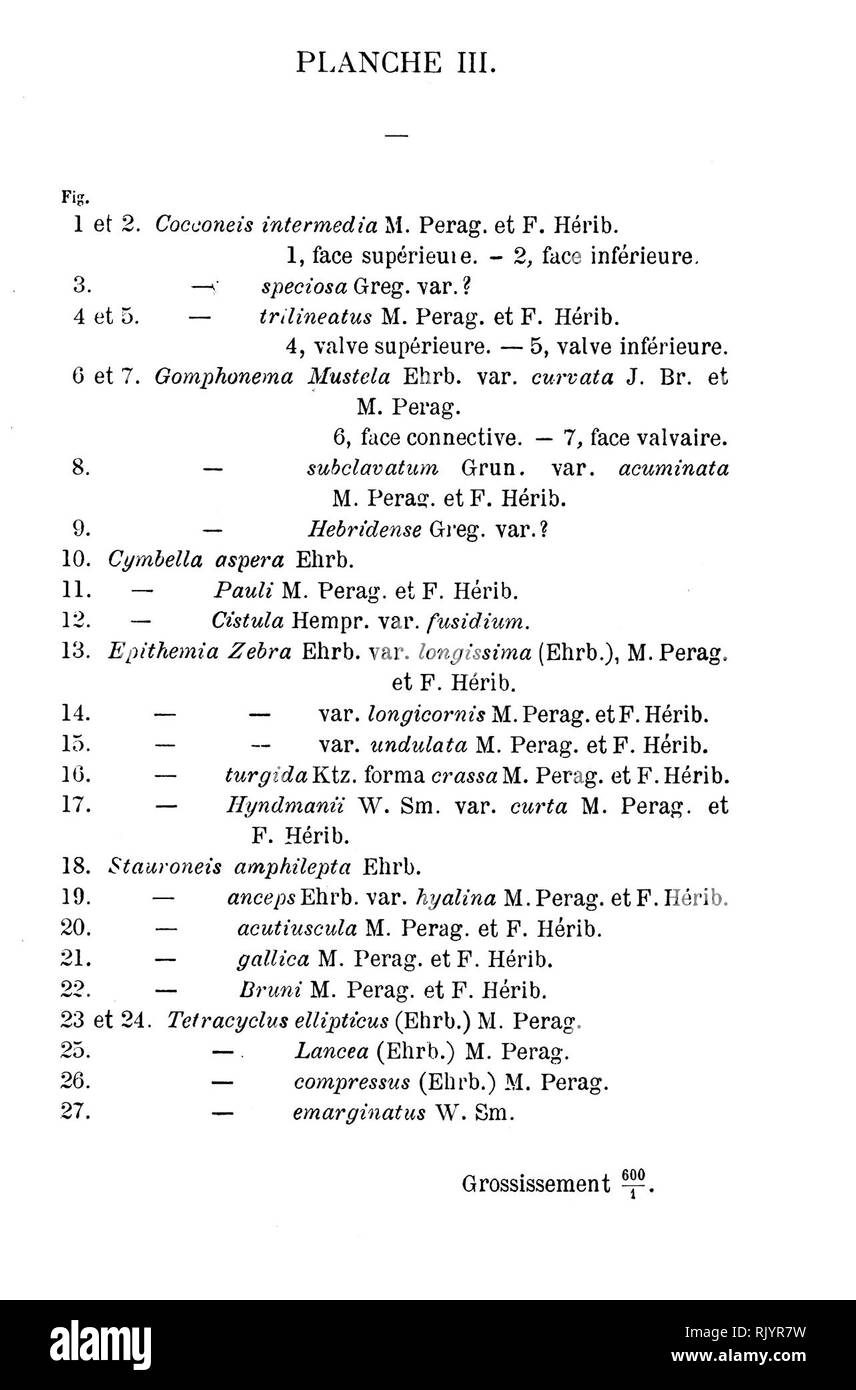 . Les diatomÃ©es d'Auvergne. Diatoms; Fragilariaceae; Paleontology. Dtafomees d Au verqne. JL'Â»s./â ââ Â«,/â :. ./.,.. Please note that these images are extracted from scanned page images that may have been digitally enhanced for readability - coloration and appearance of these illustrations may not perfectly resemble the original work.. HÃ©ribaud Joseph, brother, 1841-1918. Clermont-Ferrand : Pensionnat des FrÃ¨res des Ã©coles chrÃ©tiennes ; Paris : Librairie des sciences naturelles, P. Klincksieck Stock Photo