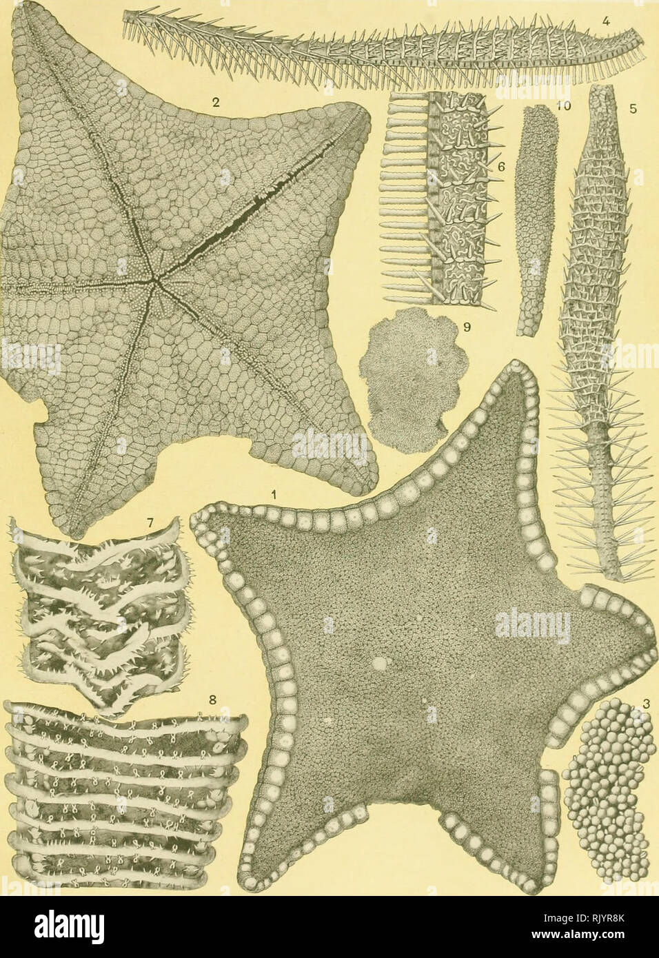 . Aste?ries recuelillies par l'Investigator dans l'oce?an Indien. Starfishes. R. KŒHLER. Astéries de mer profonde. PL. XII. R. Kœhler del. 1-3 PENTAGONASTER ANNANDALEI. 4-6 ODINIA CLARKI. 7 BRISINGA PANOPLA. 8 BRISINGA PARALLELA.. Please note that these images are extracted from scanned page images that may have been digitally enhanced for readability - coloration and appearance of these illustrations may not perfectly resemble the original work.. Kœhler, R. (Rene?), 1860-; Indian Museum; Investigator (Marine survey ship). Calcutta, Trustees of the Indian Museum Stock Photo