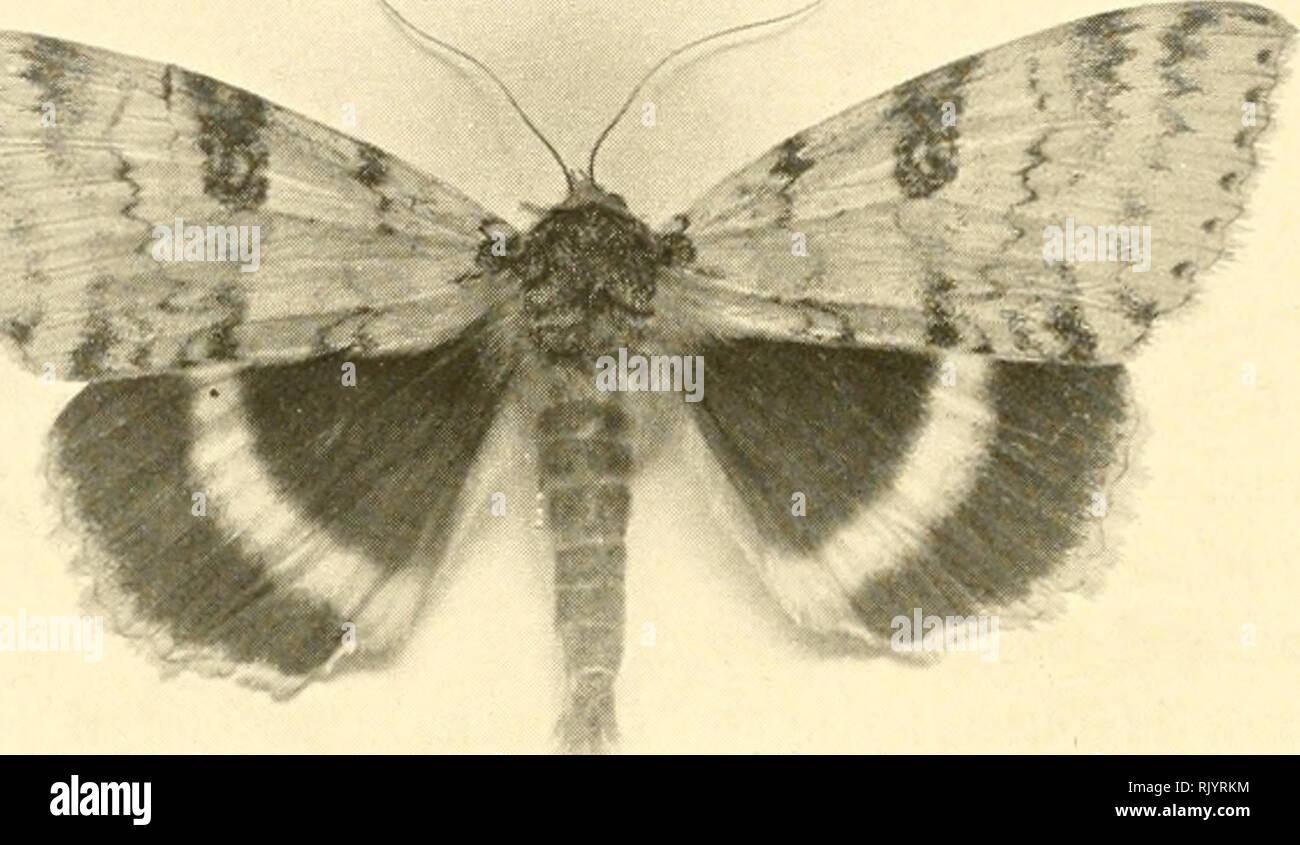 As Nature Shows Them Moths And Butterflies Of The United