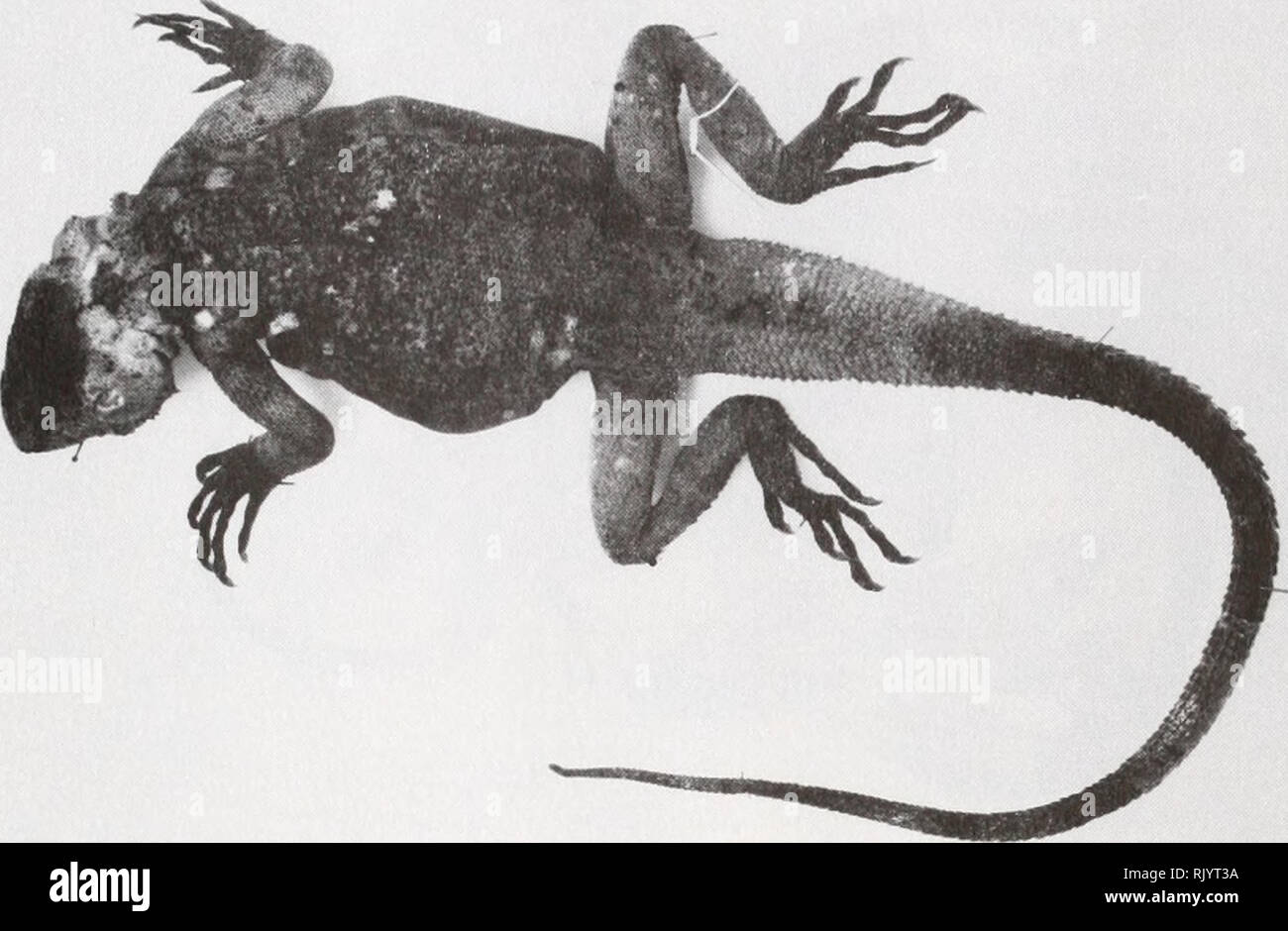 . Asiatic herpetological research. Reptiles -- Asia Periodicals; Amphibians -- Asia Periodicals. April 1990 Asiatic Herpetological Research Vol. 3, p. 105. FIG. 1. Lectotype of Stellio sacra BMNH 1946.8.28.57 (formerly 1904.12.28.1). Sera Monastery, Lhasa (29° 39'N 91° 06' E), Lhasa Municipality, Xizang (Tibet) Autonomous Region, China. Collected by: T. J. Papenfuss and R. Macey. Date: 24 Sept., 1988. CAS 170546-53. Locality: Elev. 3700 m, at base of mountains approx. 3 km WNW (airline) of the Potala Palace, Lhasa (29° 39'N 91° 06'E), Lhasa Municipality, Xizang (Tibet) Autonomous Region, China Stock Photo
