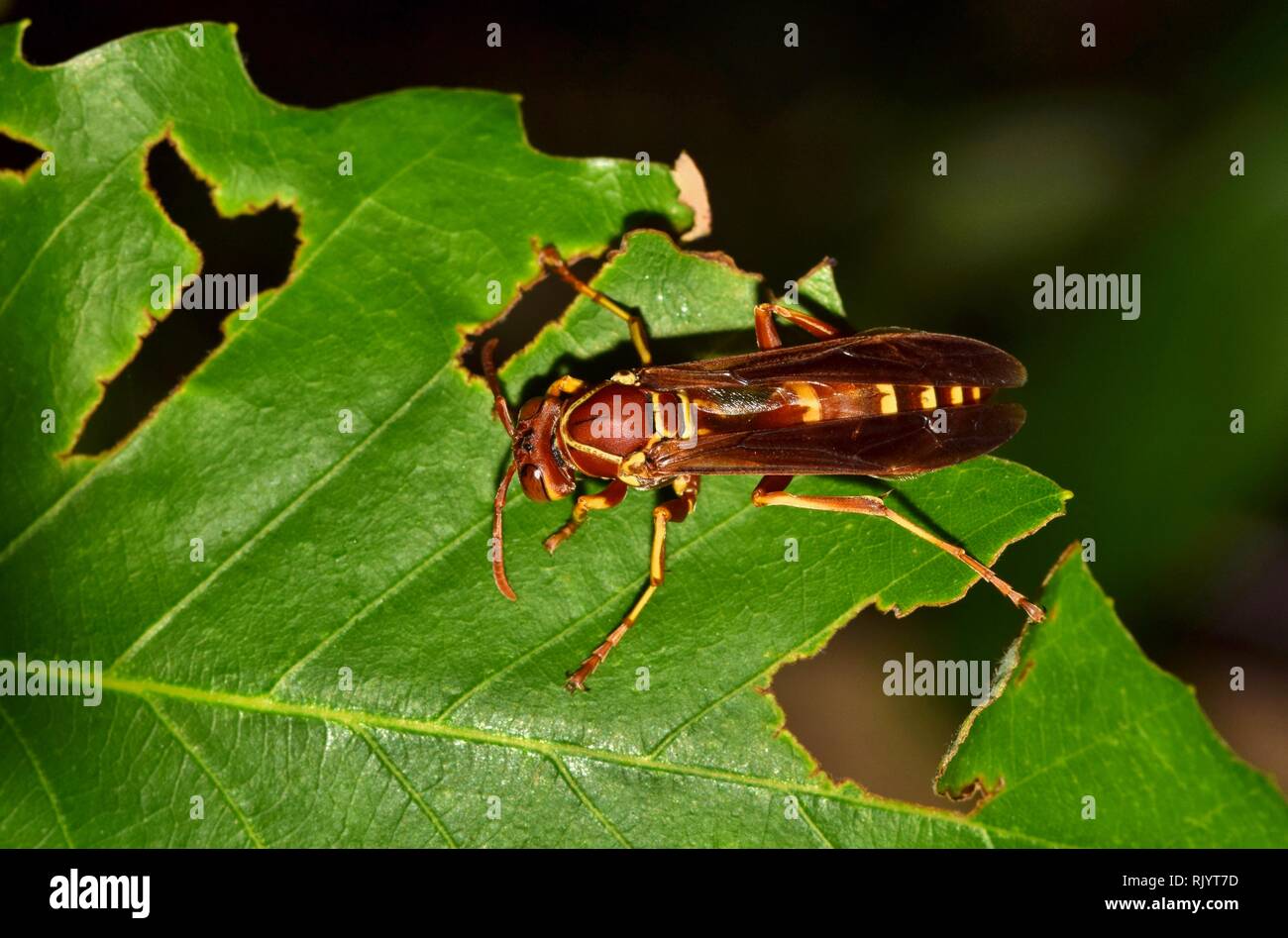 A Paper Wasp on a damaged Oak leaf at night in Houston, TX. They are ...