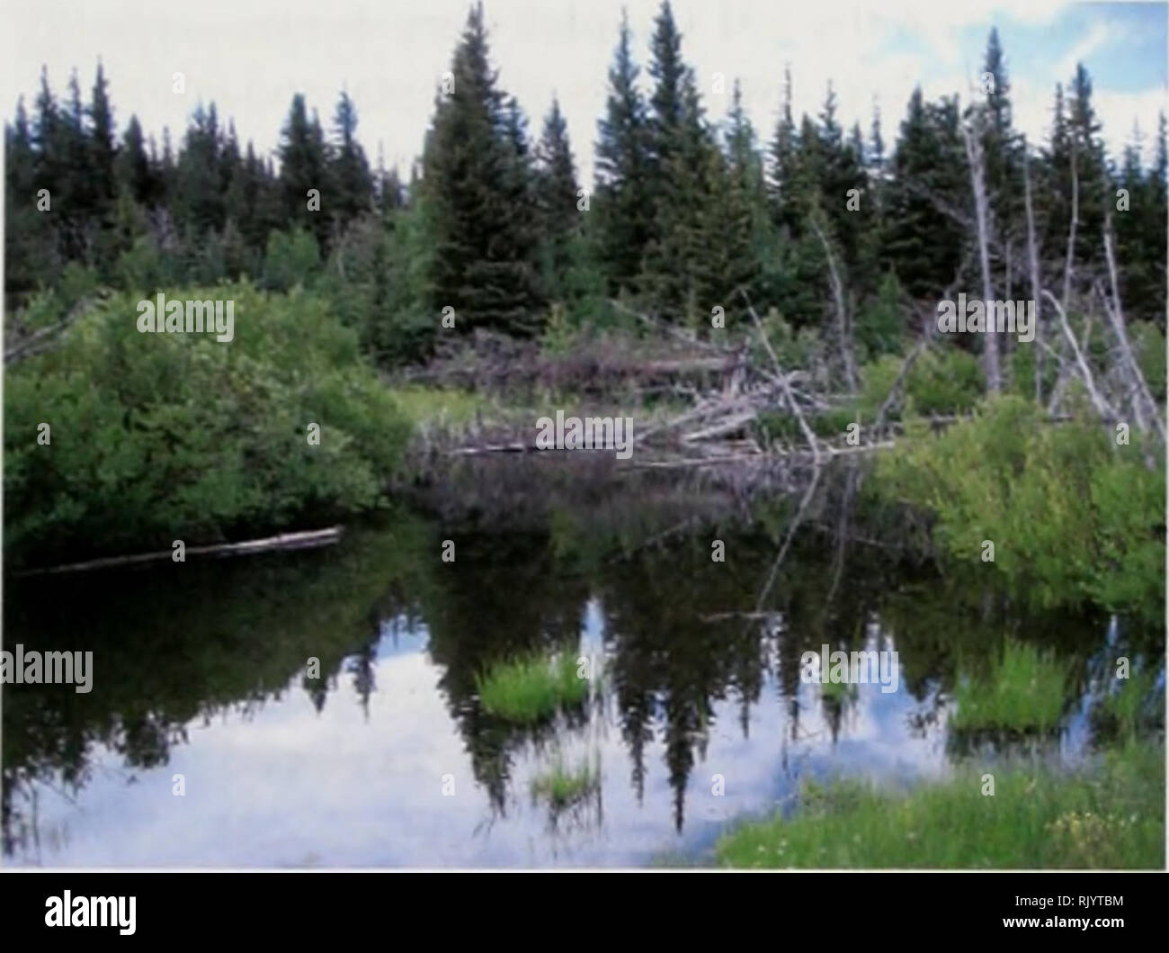 . Assessing wetland condition with GIS : a landscape integrity model for Montana . Wetlands; Wetlands; Landscape ecology; Geographic information systems; GIS-based assessment; Level I assessment; Wetland assessment; Landscape integrity. Figure 2. Wetland uiihiii high-integrity landscape.. Please note that these images are extracted from scanned page images that may have been digitally enhanced for readability - coloration and appearance of these illustrations may not perfectly resemble the original work.. Vance, Linda K. (Katherine); Montana Natural Heritage Program; Montana. Dept. of Environm Stock Photo