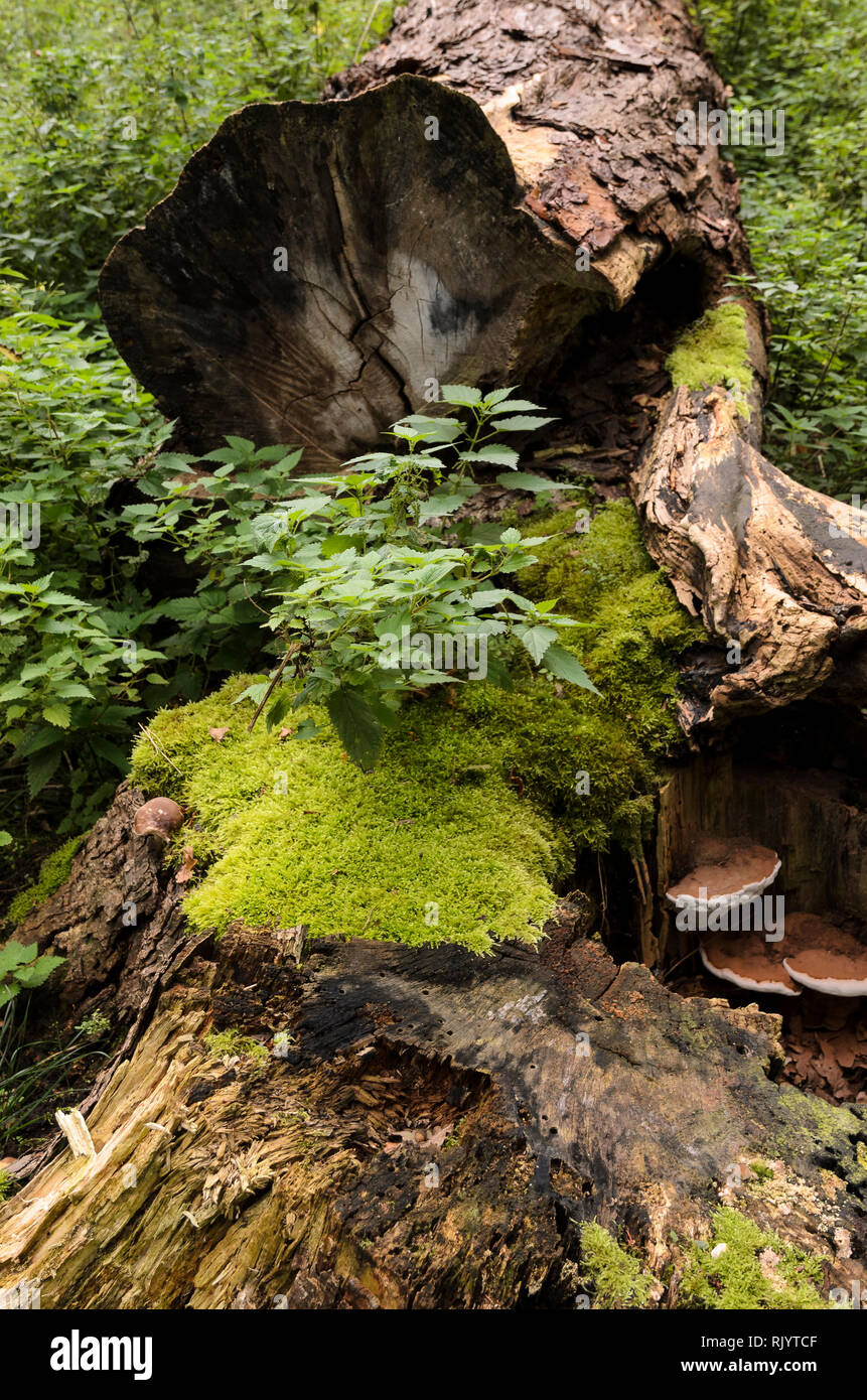 Oaktrees at Ivenack "Ivenacker Eichen" Mecklenburg-Pomerania, Germany Stock Photo